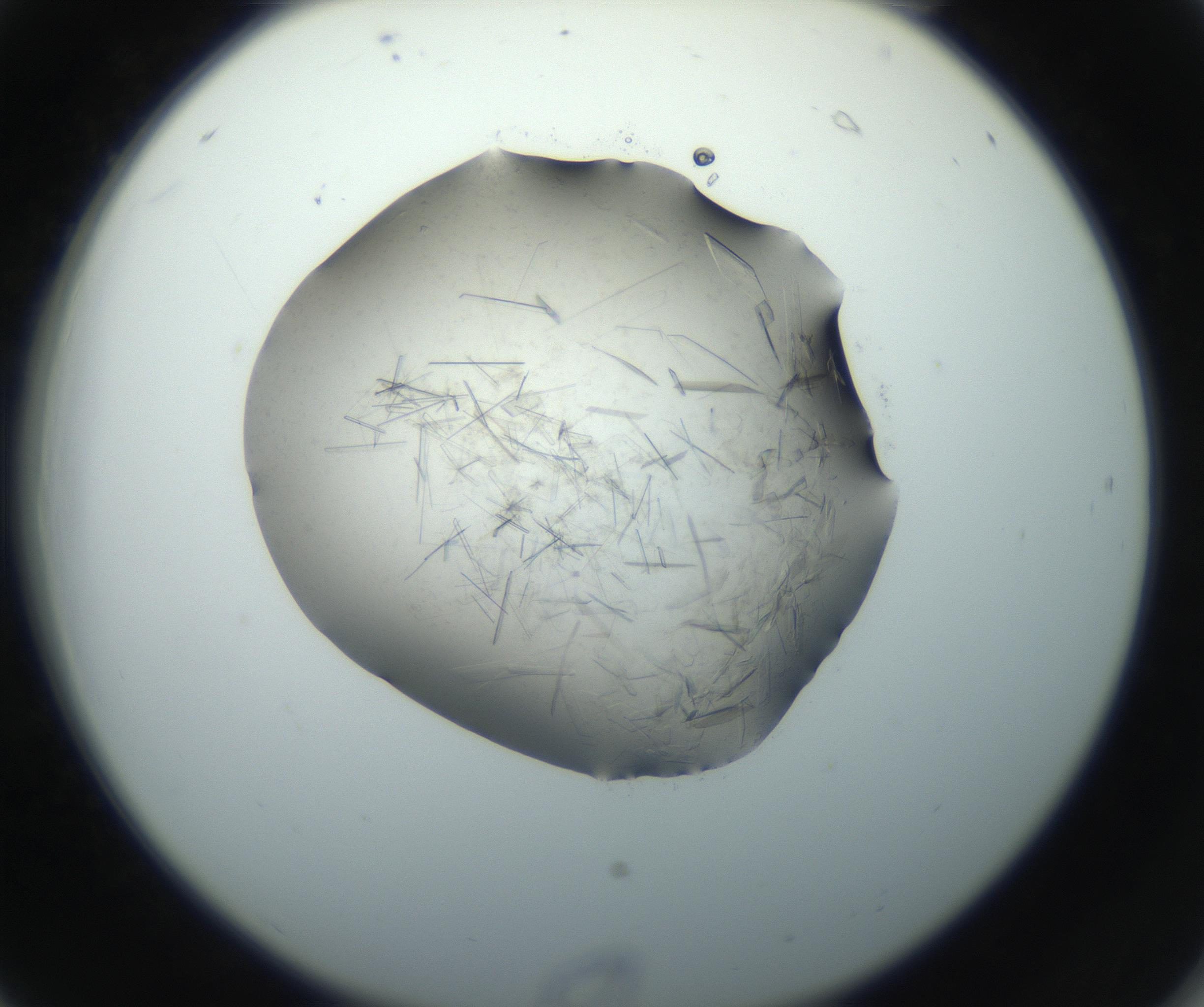 RI01_03_000_0212_Proj1_Clon1_MC_0000MC102759_002_160924_06_02_02_00_99_002_001_RAI.jpg