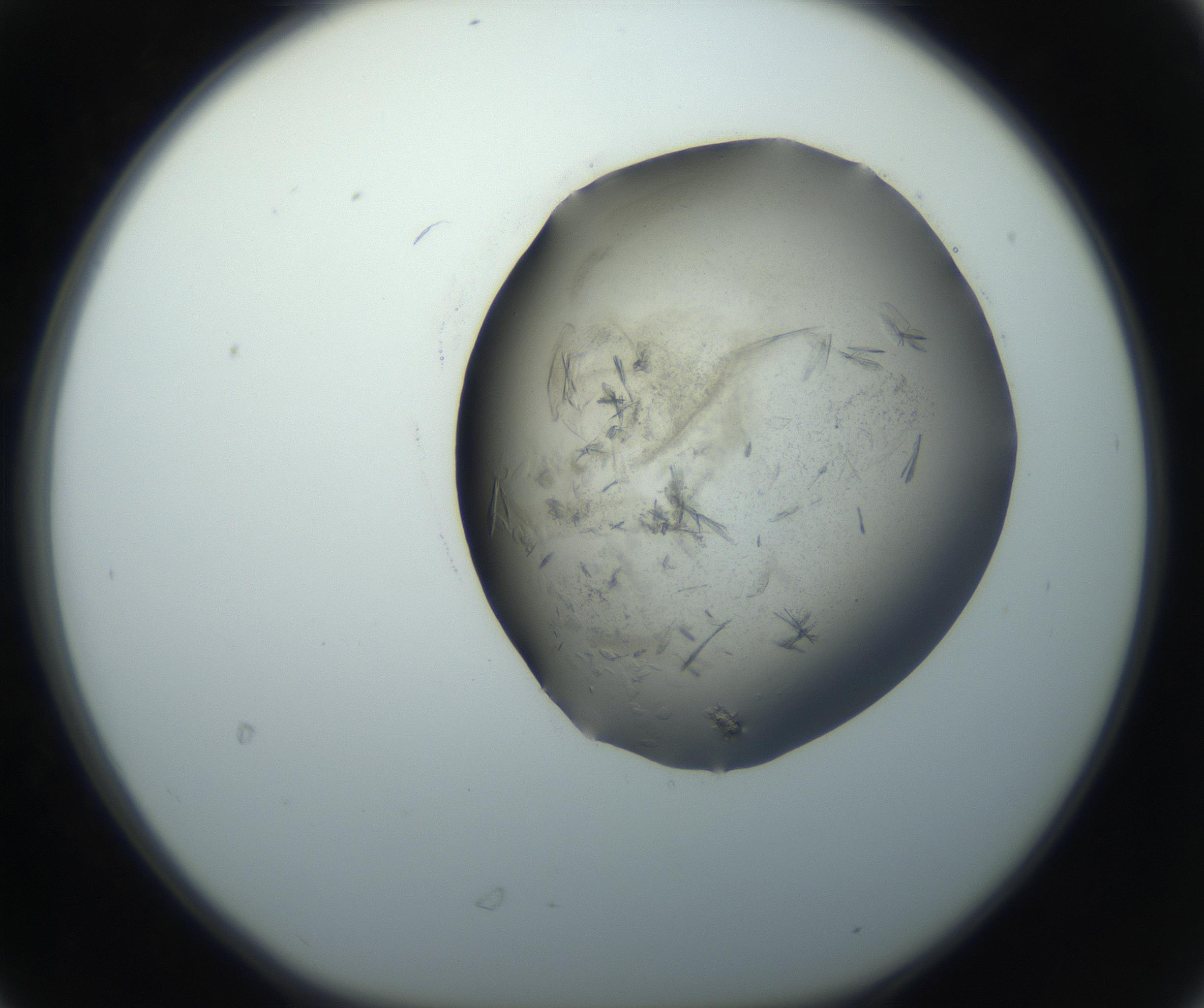RI01_03_000_0212_Proj1_Clon1_MC_0000MC102759_002_160924_06_03_01_00_99_002_001_RAI.jpg