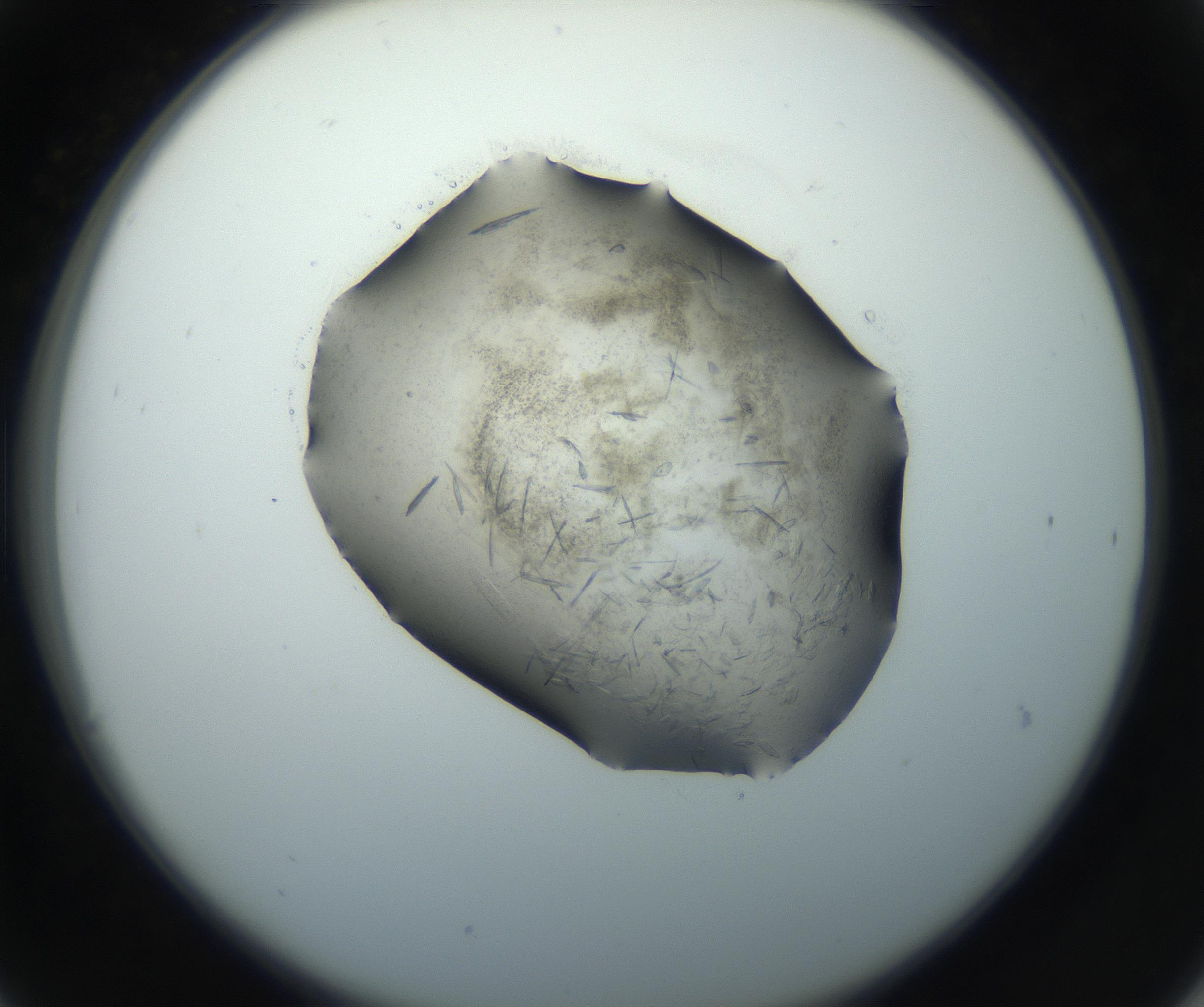 RI01_03_000_0212_Proj1_Clon1_MC_0000MC102759_002_160924_06_03_02_00_99_002_001_RAI.jpg