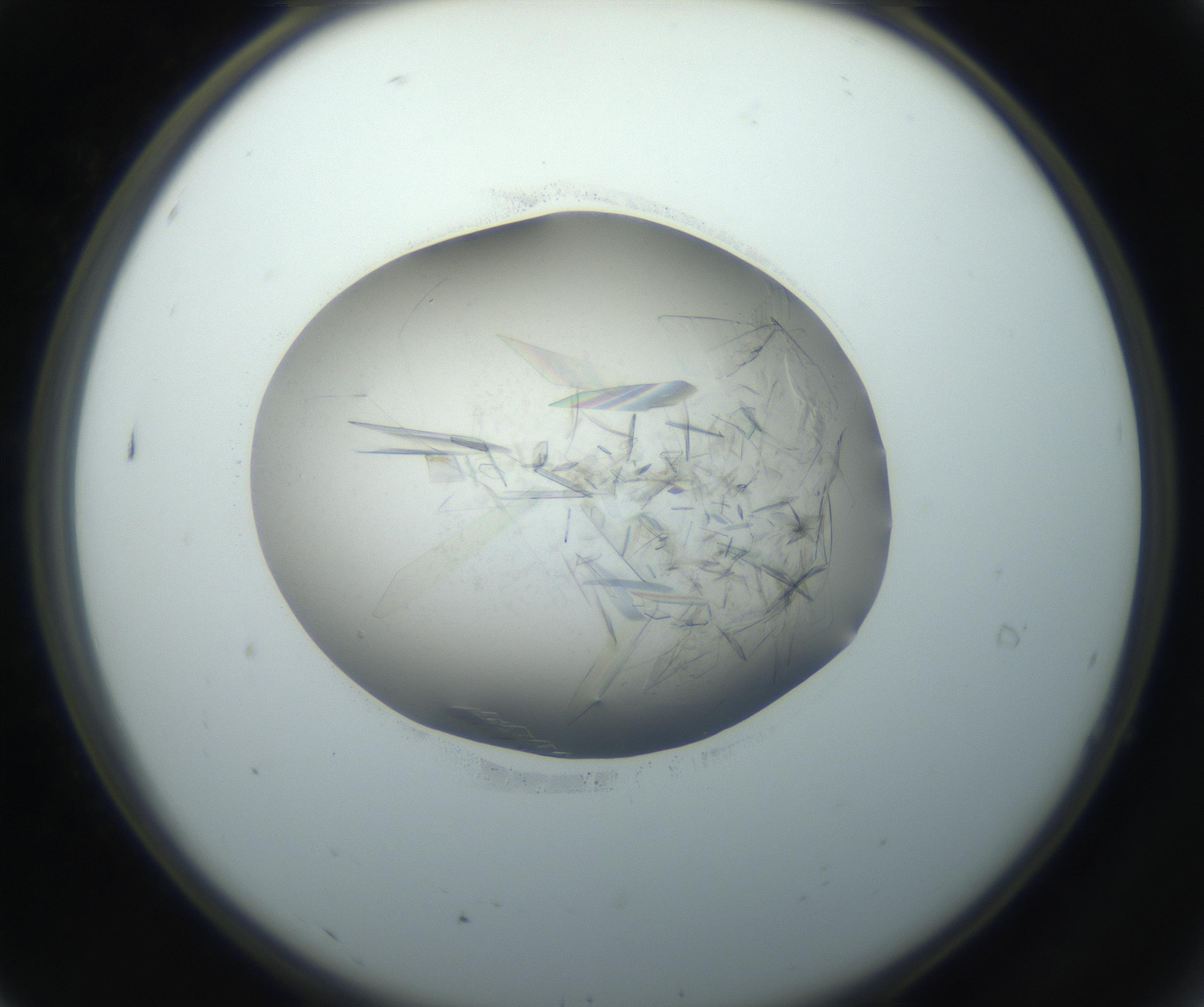 RI01_03_000_0212_Proj1_Clon1_MC_0000MC102759_002_160924_07_01_02_00_99_002_001_RAI.jpg