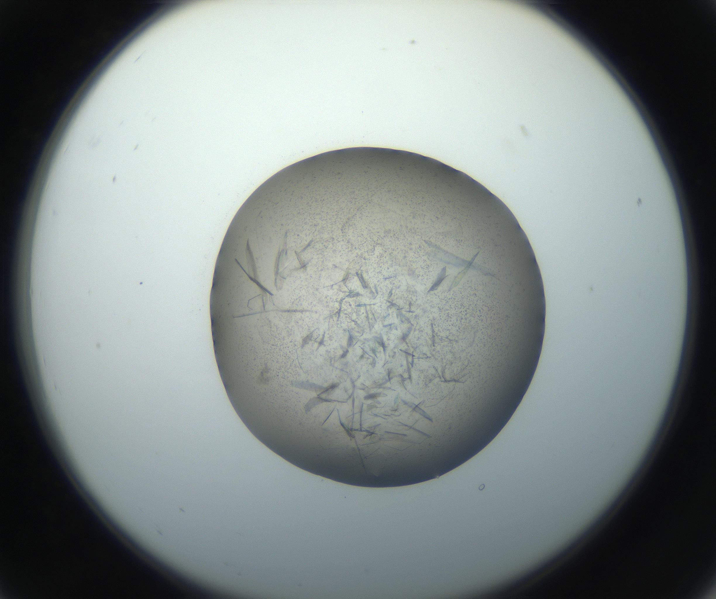 RI01_03_000_0212_Proj1_Clon1_MC_0000MC102759_002_160924_07_02_02_00_99_002_001_RAI.jpg