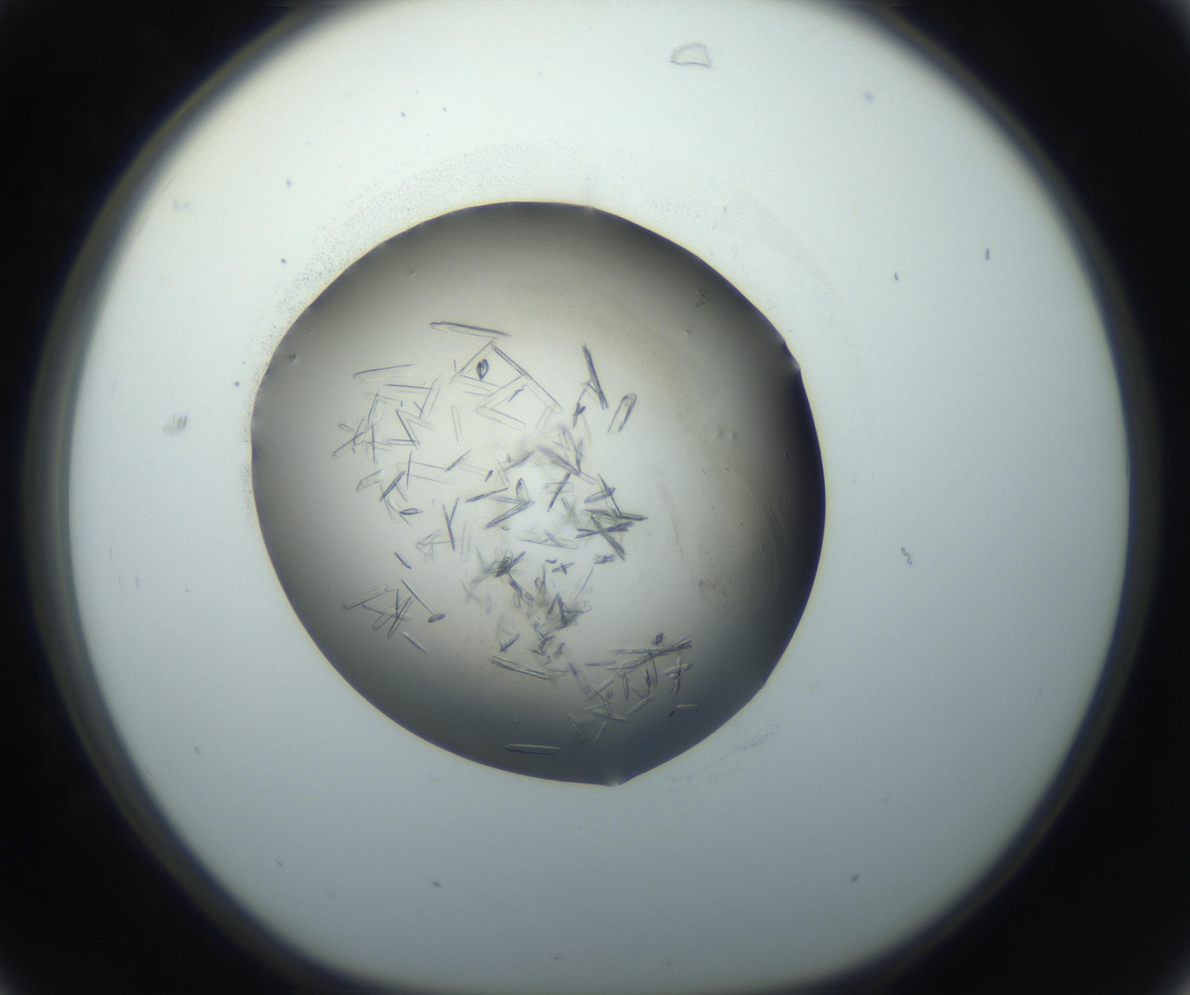 RI01_03_000_0212_Proj1_Clon1_MC_0000MC102759_002_160924_07_03_01_00_99_002_001_RAI.jpg