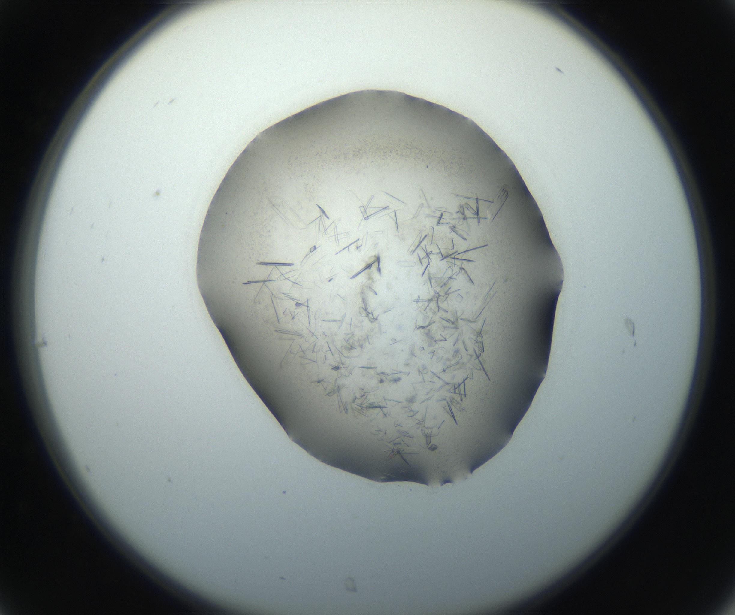 RI01_03_000_0212_Proj1_Clon1_MC_0000MC102759_002_160924_07_03_02_00_99_002_001_RAI.jpg