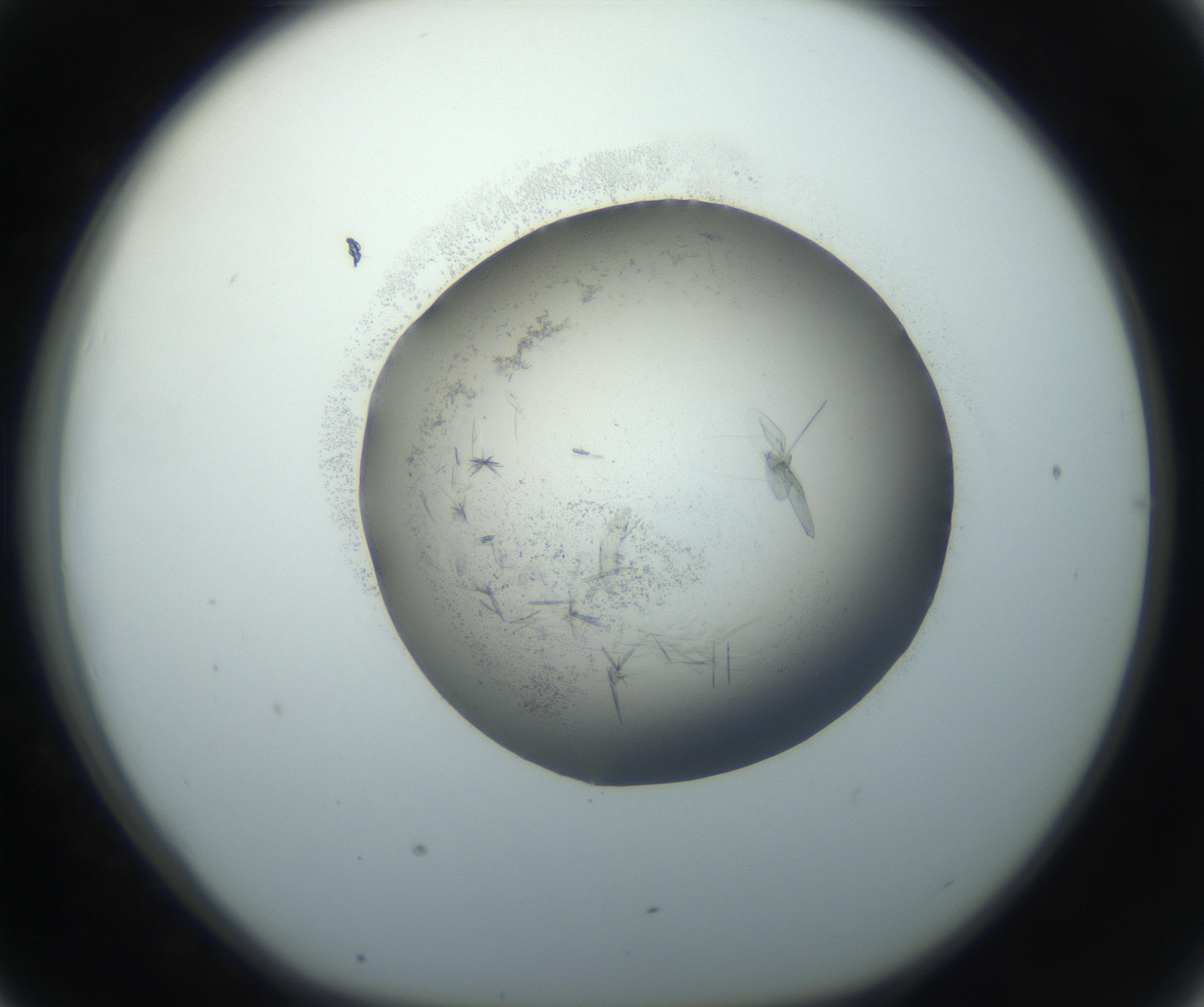 RI01_03_000_0212_Proj1_Clon1_MC_0000MC102759_002_160924_07_04_01_00_99_002_001_RAI.jpg