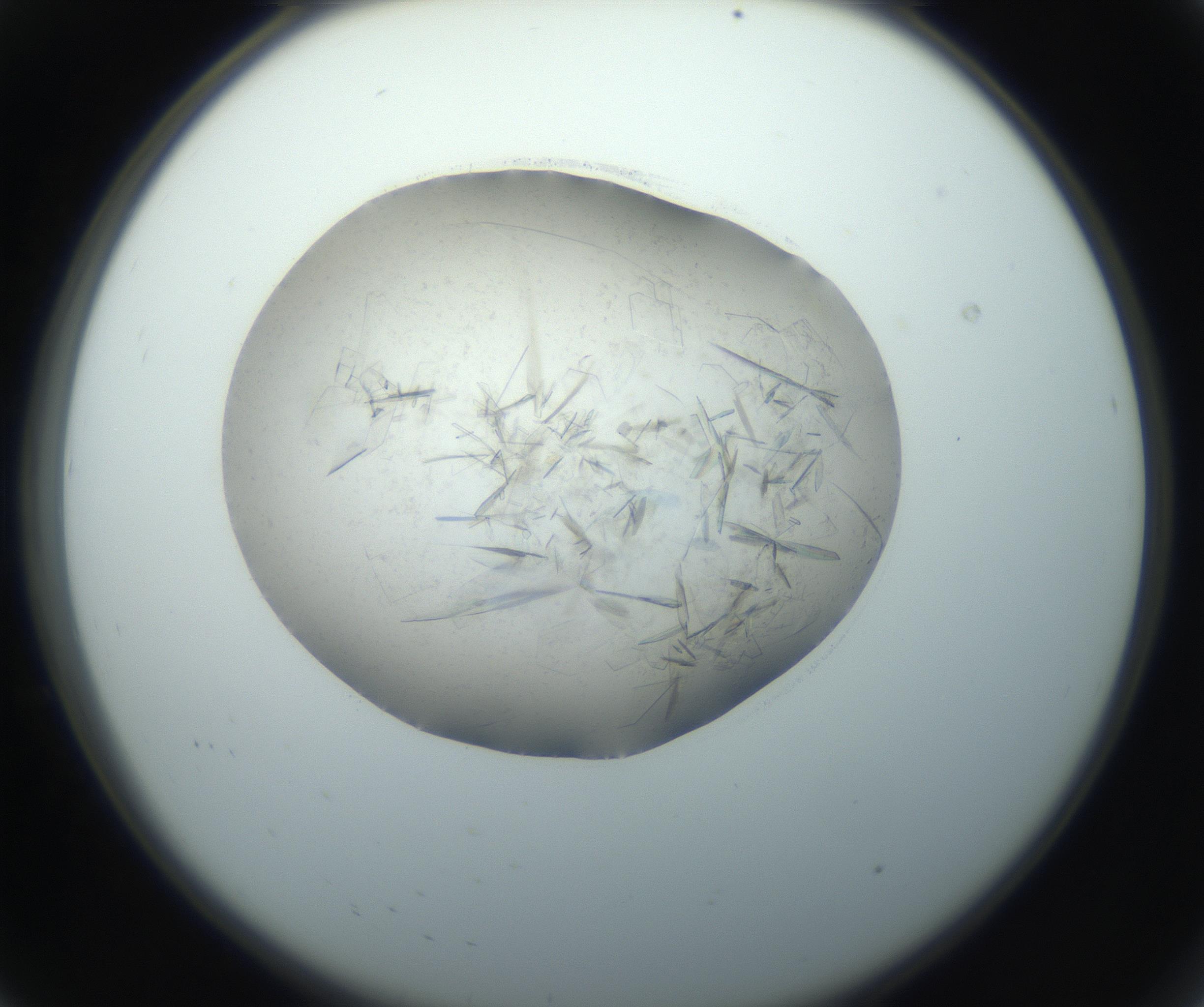 RI01_03_000_0212_Proj1_Clon1_MC_0000MC102759_002_160924_08_01_02_00_99_002_001_RAI.jpg