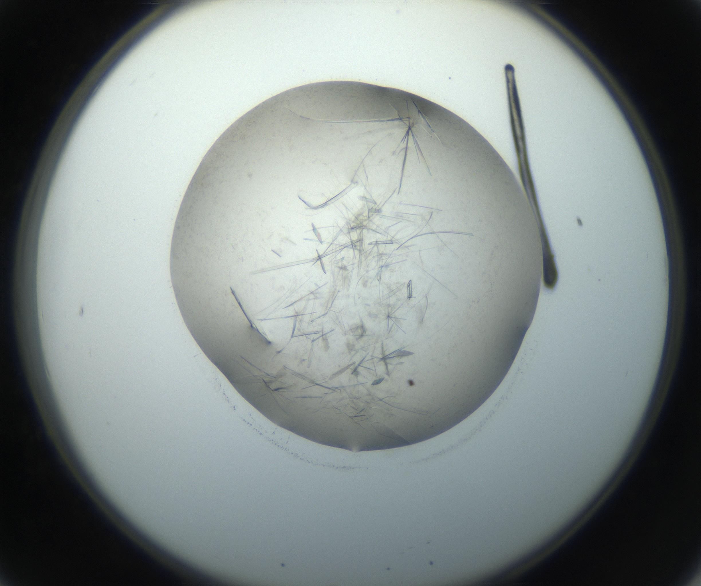 RI01_03_000_0212_Proj1_Clon1_MC_0000MC102759_002_160924_08_02_02_00_99_002_001_RAI.jpg