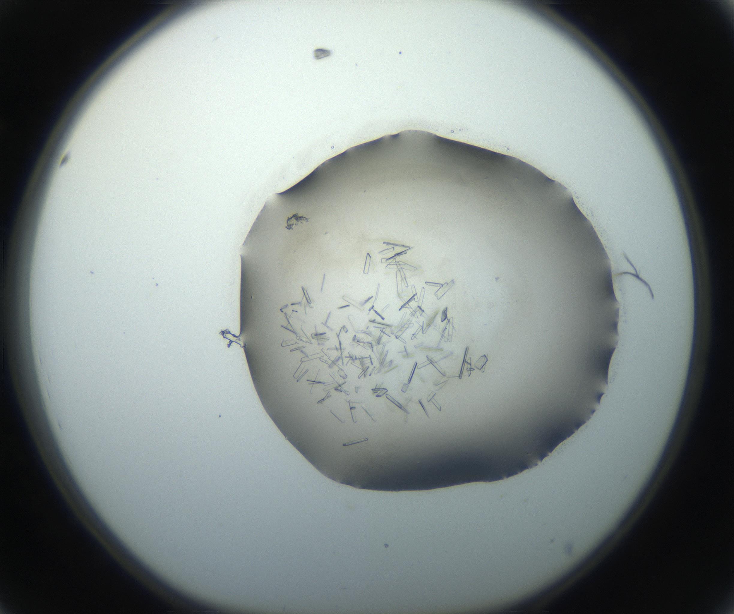 RI01_03_000_0212_Proj1_Clon1_MC_0000MC102759_002_160924_08_04_01_00_99_002_001_RAI.jpg