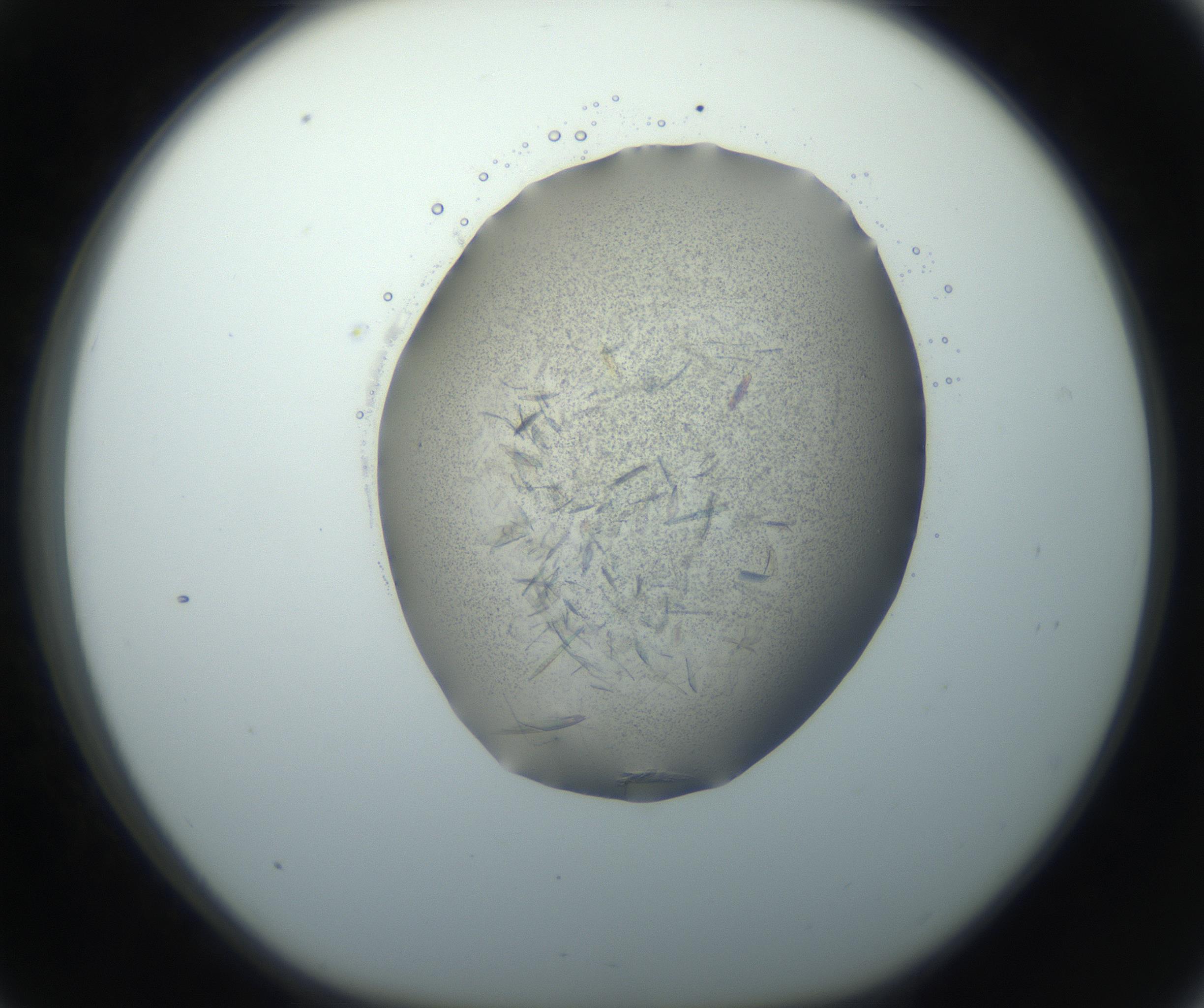 RI01_03_000_0212_Proj1_Clon1_MC_0000MC102759_002_160924_09_03_01_00_99_002_001_RAI.jpg