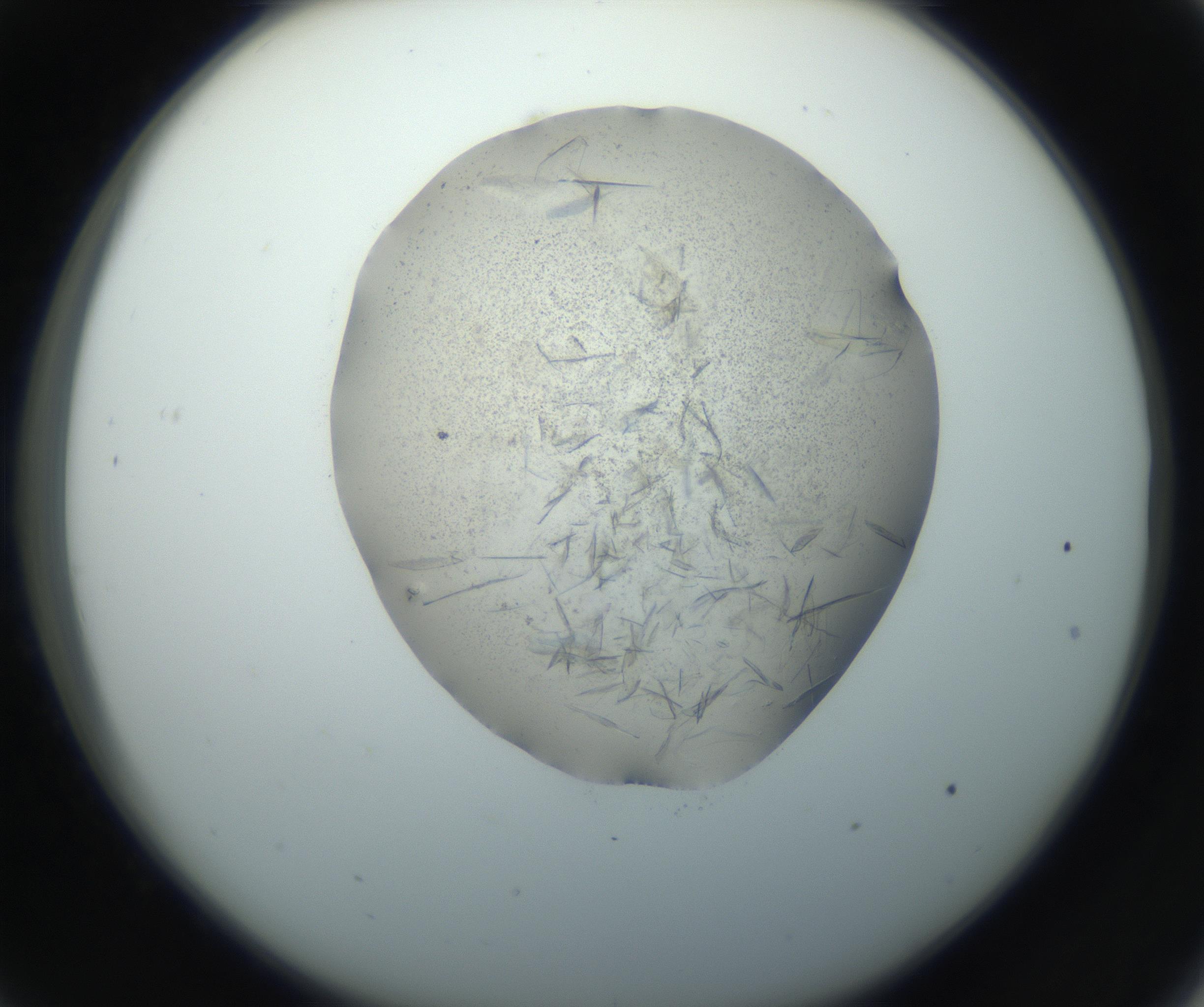 RI01_03_000_0212_Proj1_Clon1_MC_0000MC102759_002_160924_09_03_02_00_99_002_001_RAI.jpg