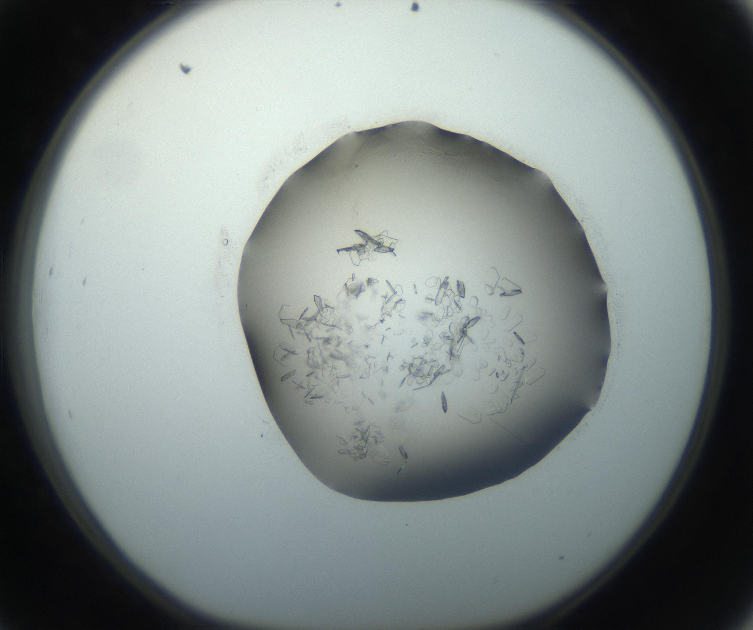 RI01_03_000_0212_Proj1_Clon1_MC_0000MC102759_002_160924_09_04_01_00_99_002_001_RAI.jpg