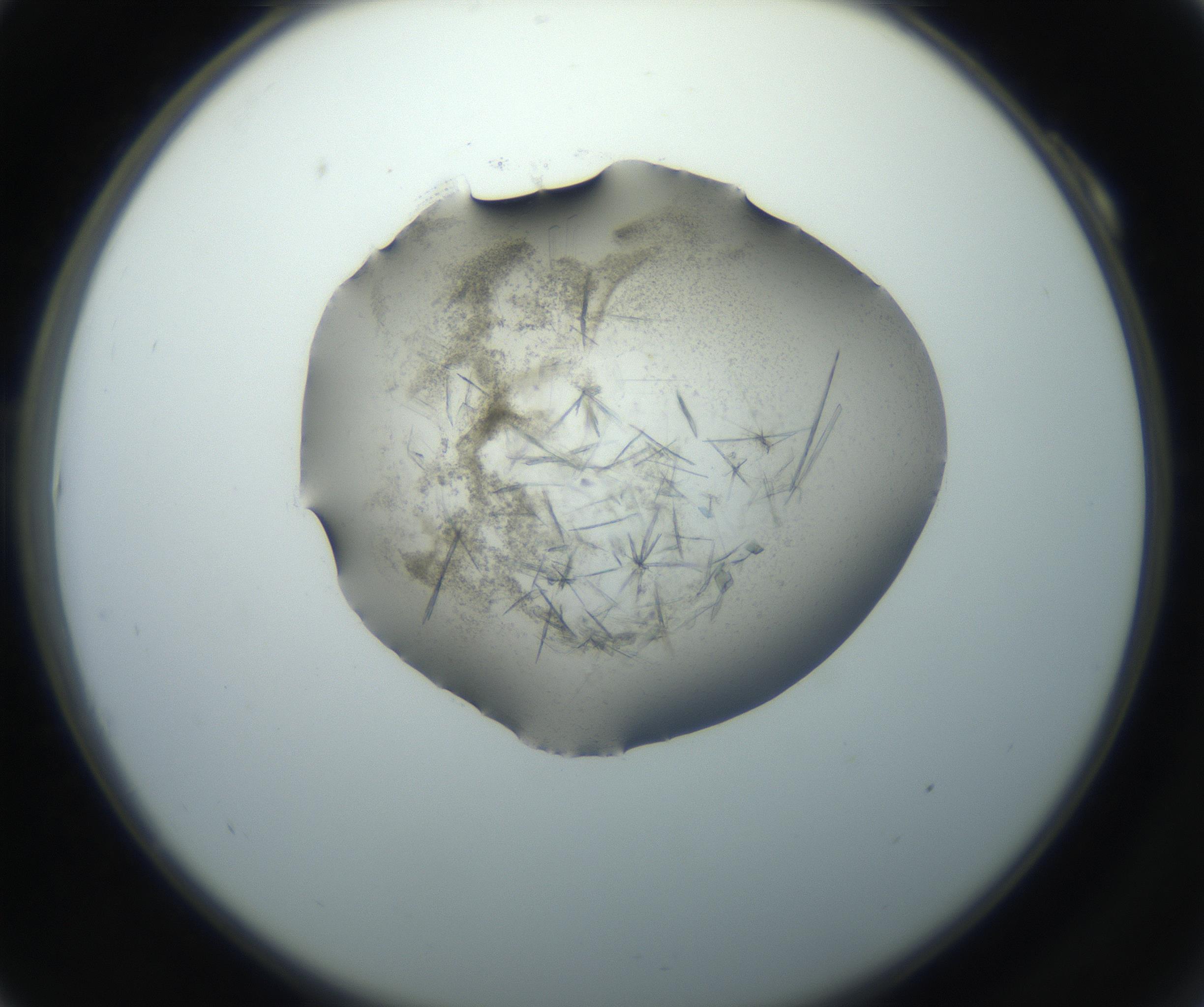 RI01_03_000_0212_Proj1_Clon1_MC_0000MC102759_002_160924_10_01_02_00_99_002_001_RAI.jpg