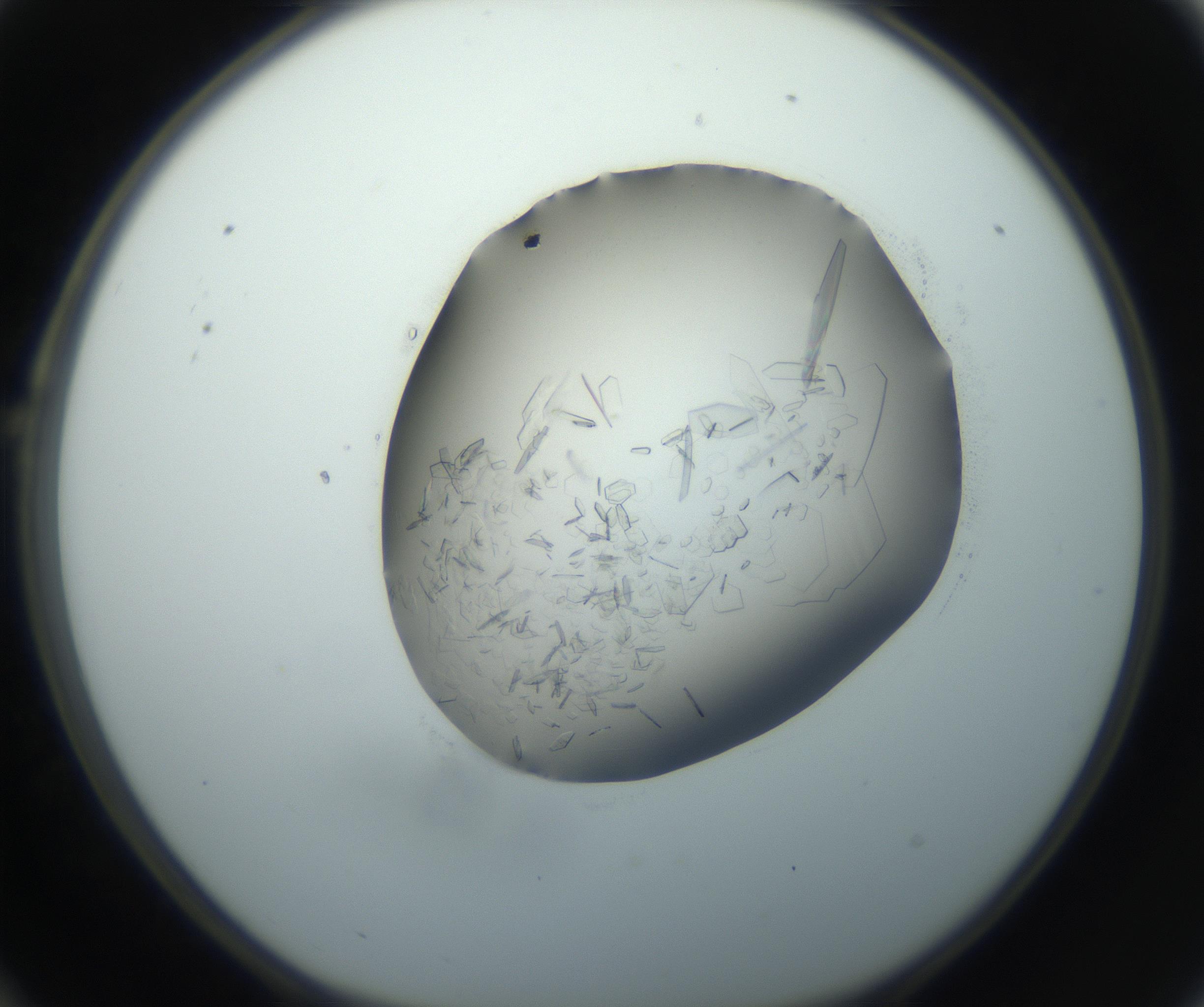 RI01_03_000_0212_Proj1_Clon1_MC_0000MC102759_002_160924_10_02_01_00_99_002_001_RAI.jpg