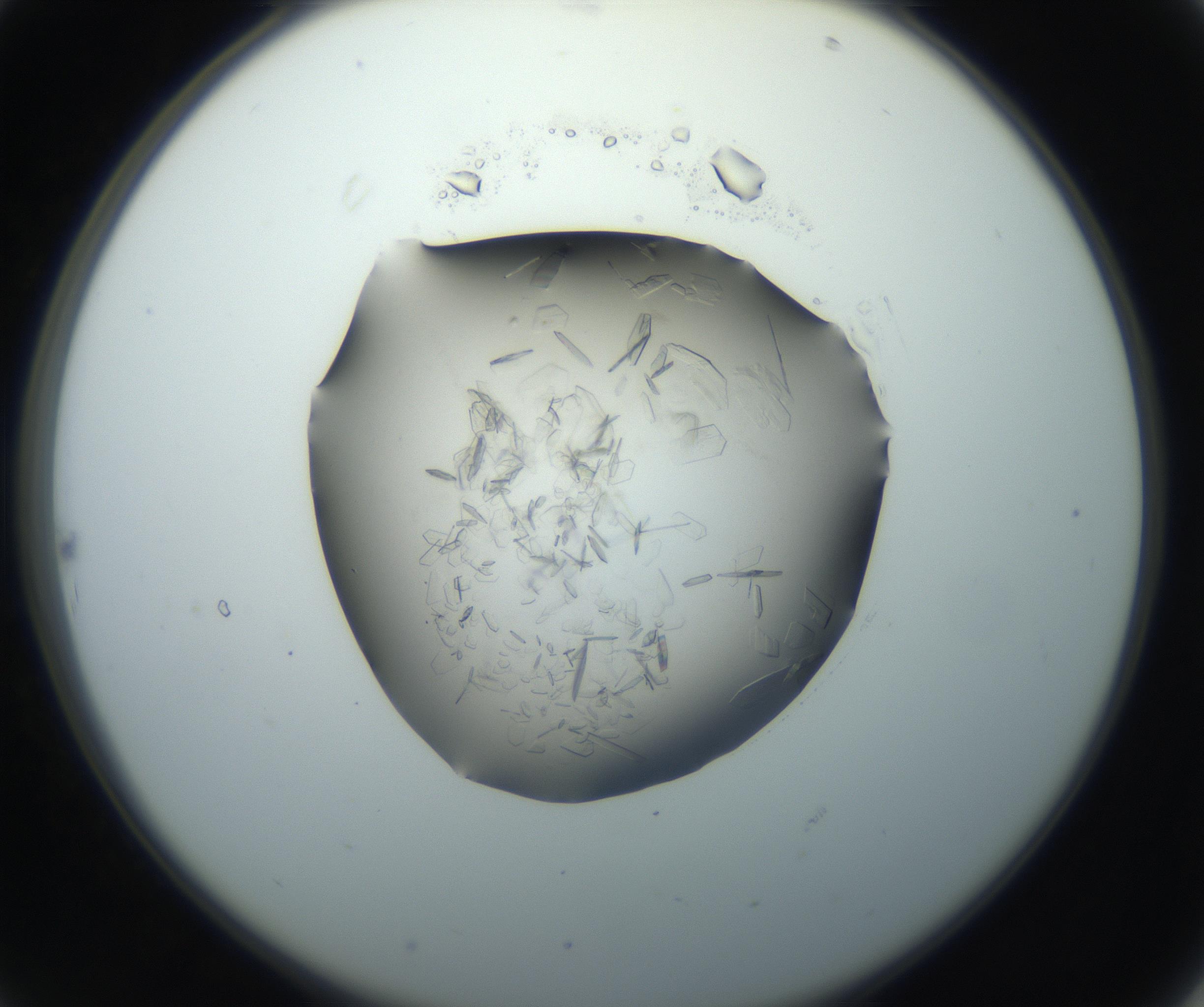RI01_03_000_0212_Proj1_Clon1_MC_0000MC102759_002_160924_10_02_02_00_99_002_001_RAI.jpg
