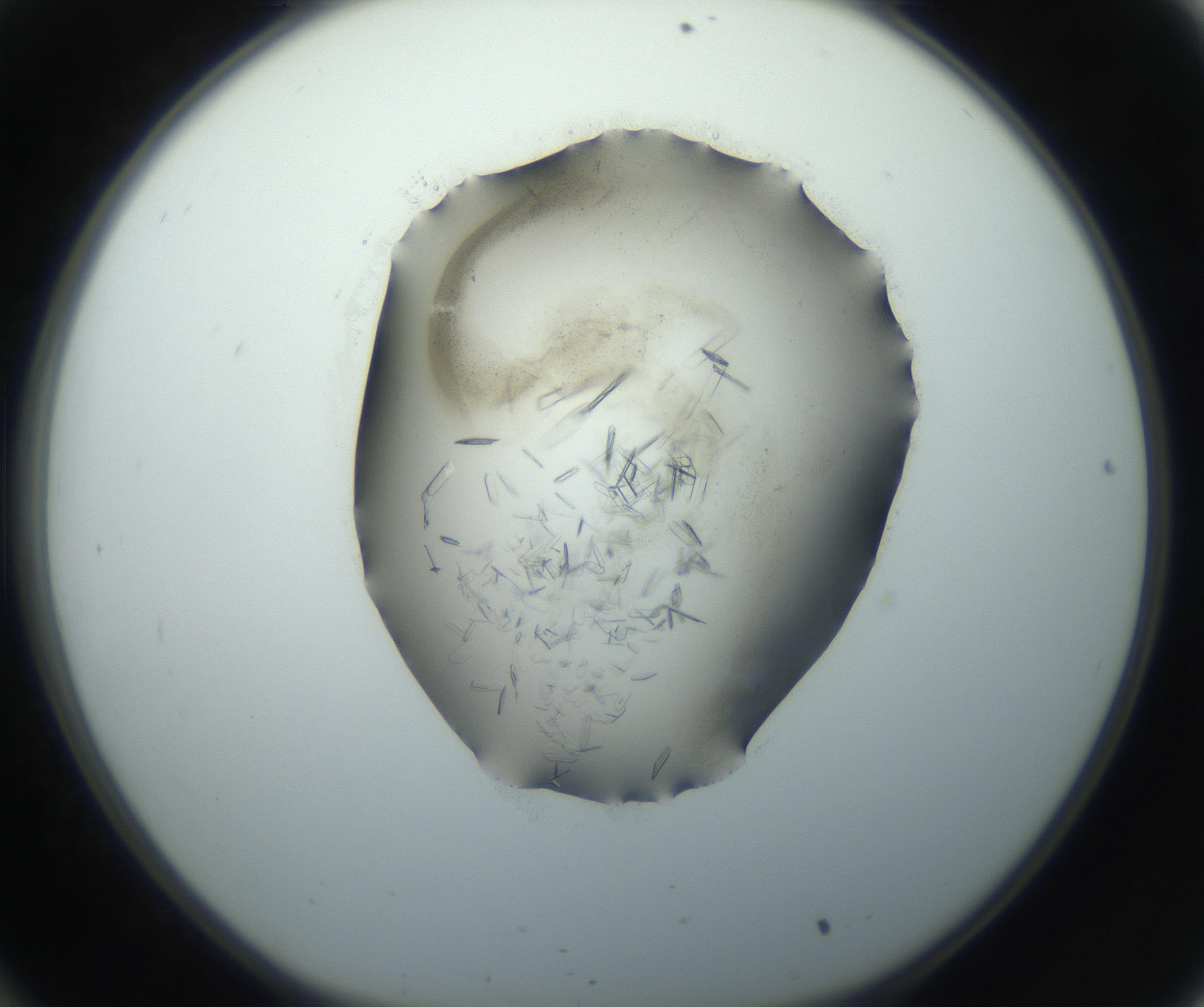 RI01_03_000_0212_Proj1_Clon1_MC_0000MC102759_002_160924_10_03_01_00_99_002_001_RAI.jpg