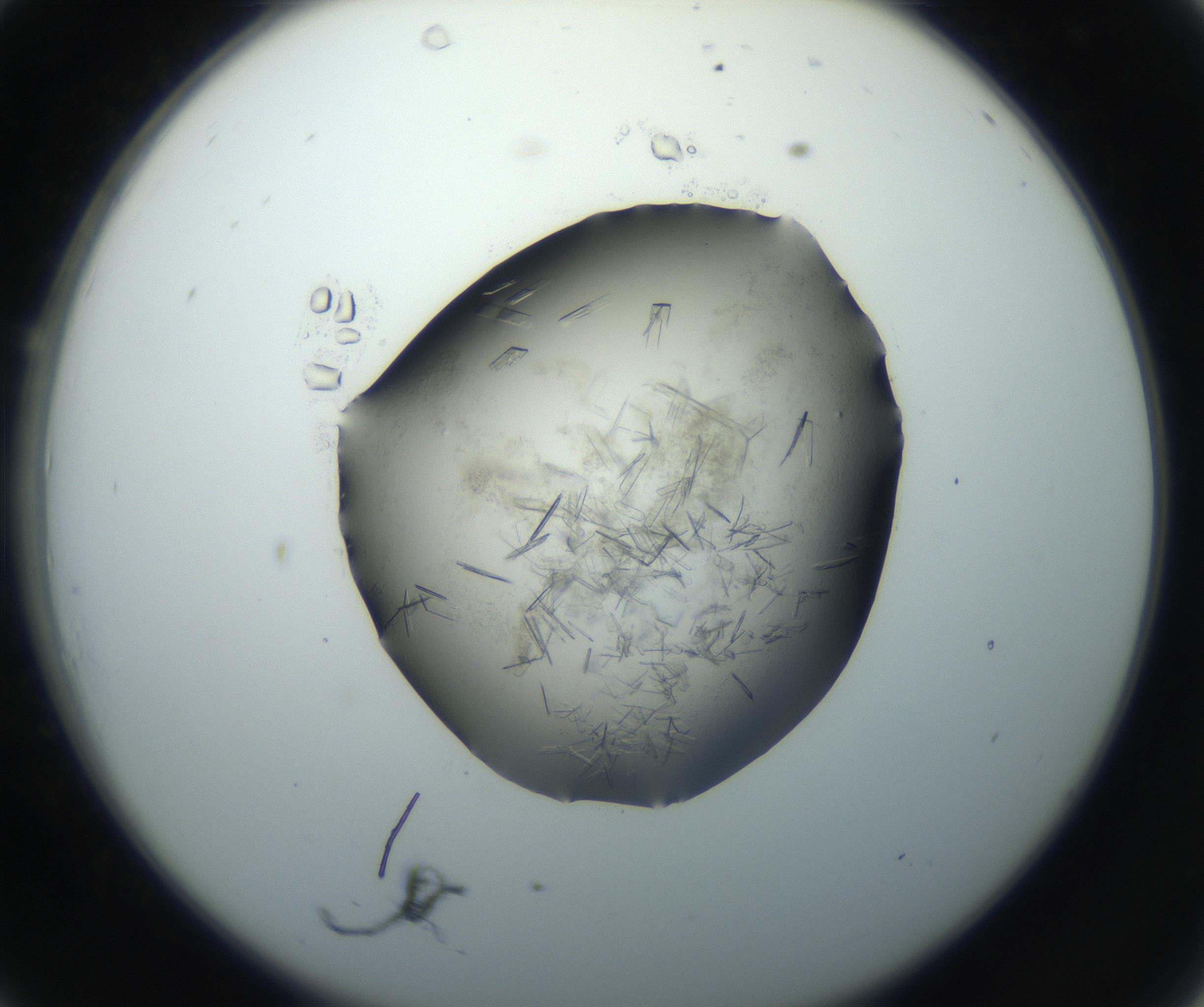 RI01_03_000_0212_Proj1_Clon1_MC_0000MC102759_002_160924_10_03_02_00_99_002_001_RAI.jpg