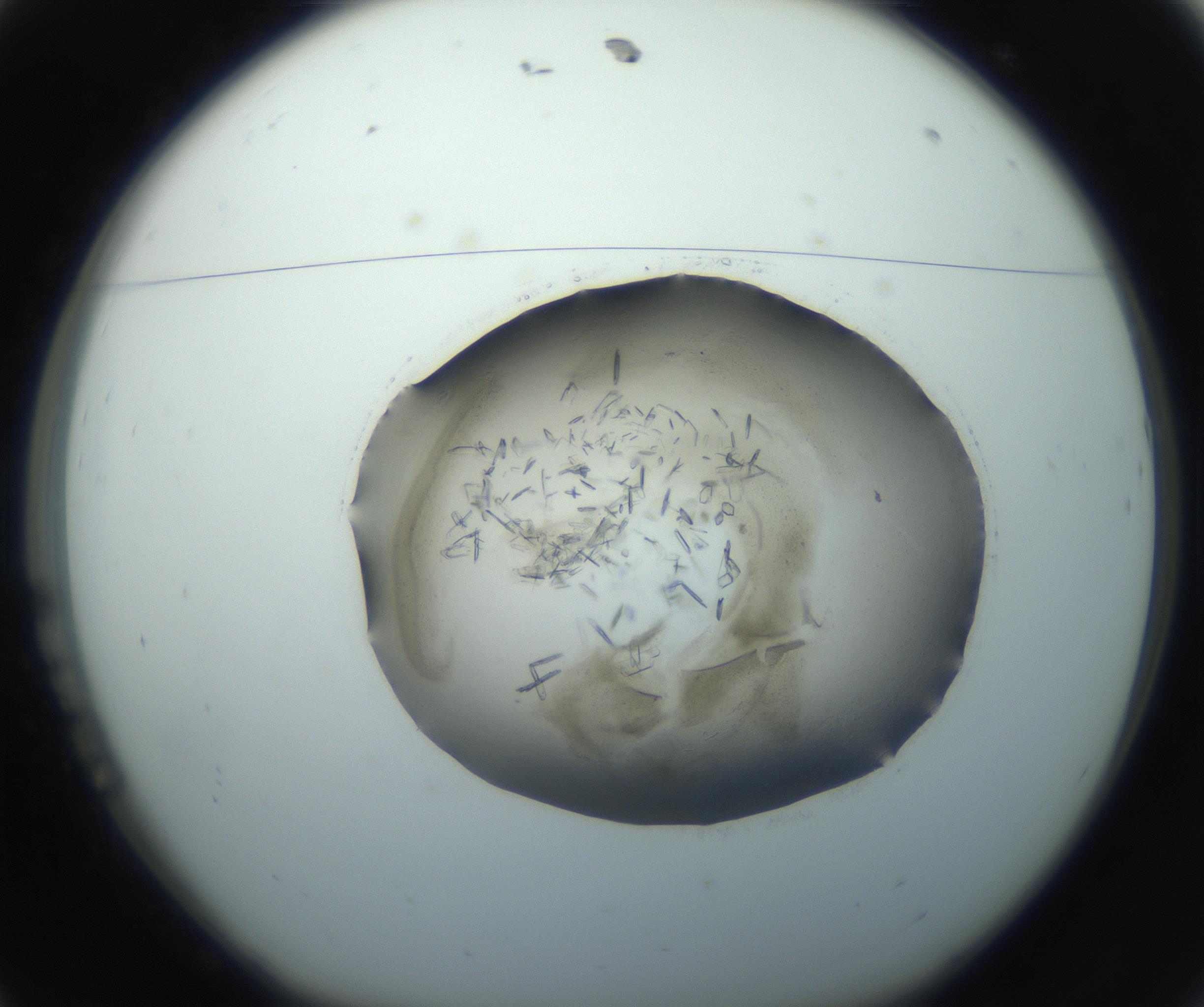 RI01_03_000_0212_Proj1_Clon1_MC_0000MC102759_002_160924_11_01_01_00_99_002_001_RAI.jpg
