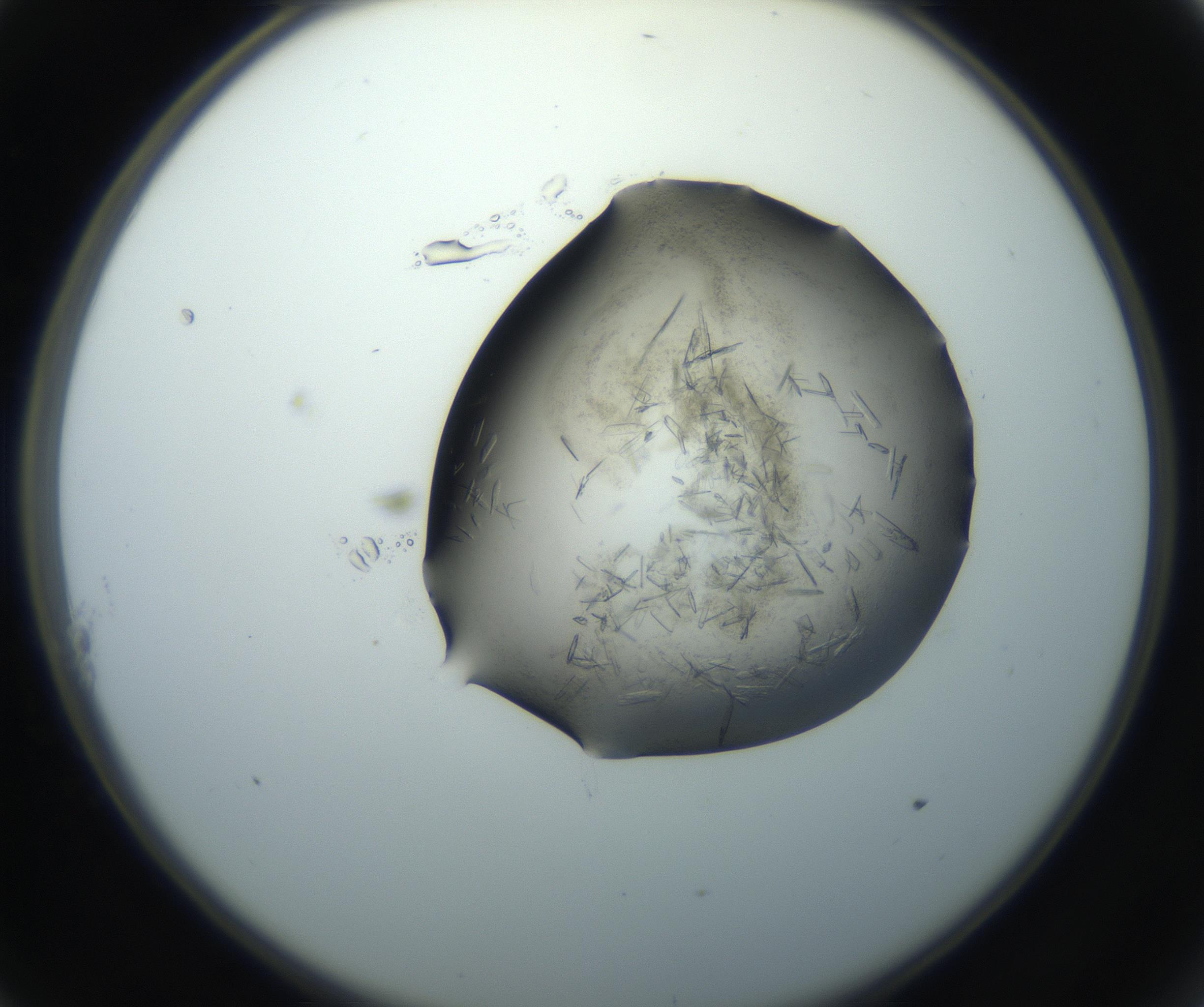 RI01_03_000_0212_Proj1_Clon1_MC_0000MC102759_002_160924_11_01_02_00_99_002_001_RAI.jpg