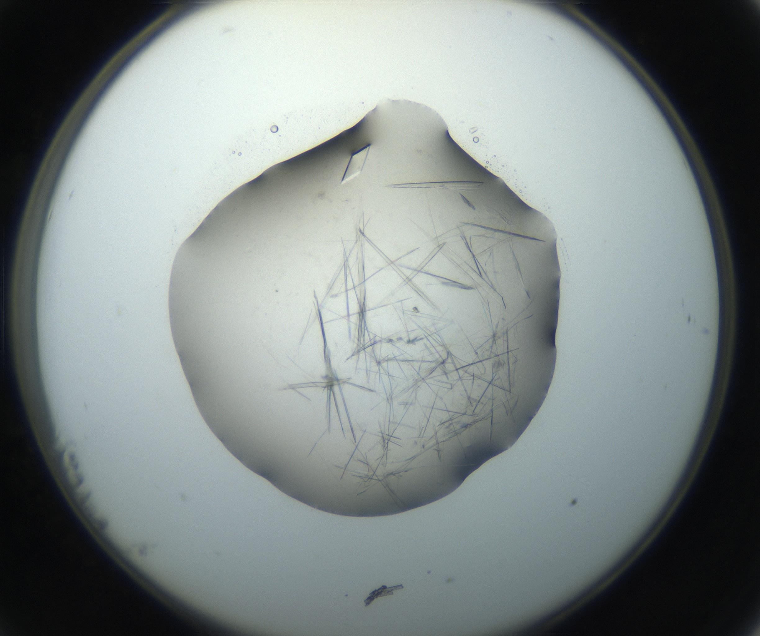 RI01_03_000_0212_Proj1_Clon1_MC_0000MC102759_002_160924_11_02_02_00_99_002_001_RAI.jpg