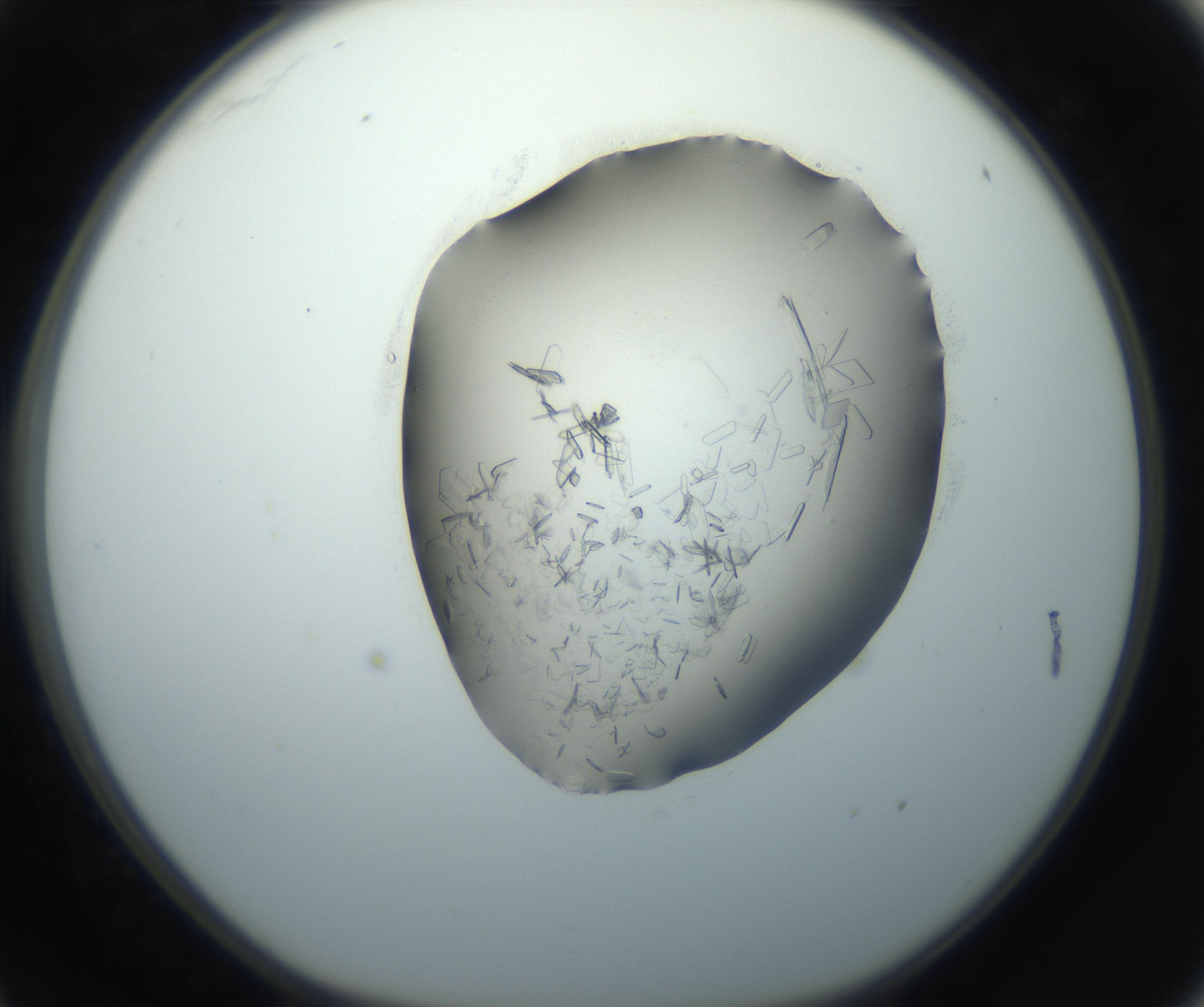 RI01_03_000_0212_Proj1_Clon1_MC_0000MC102759_002_160924_11_03_01_00_99_002_001_RAI.jpg