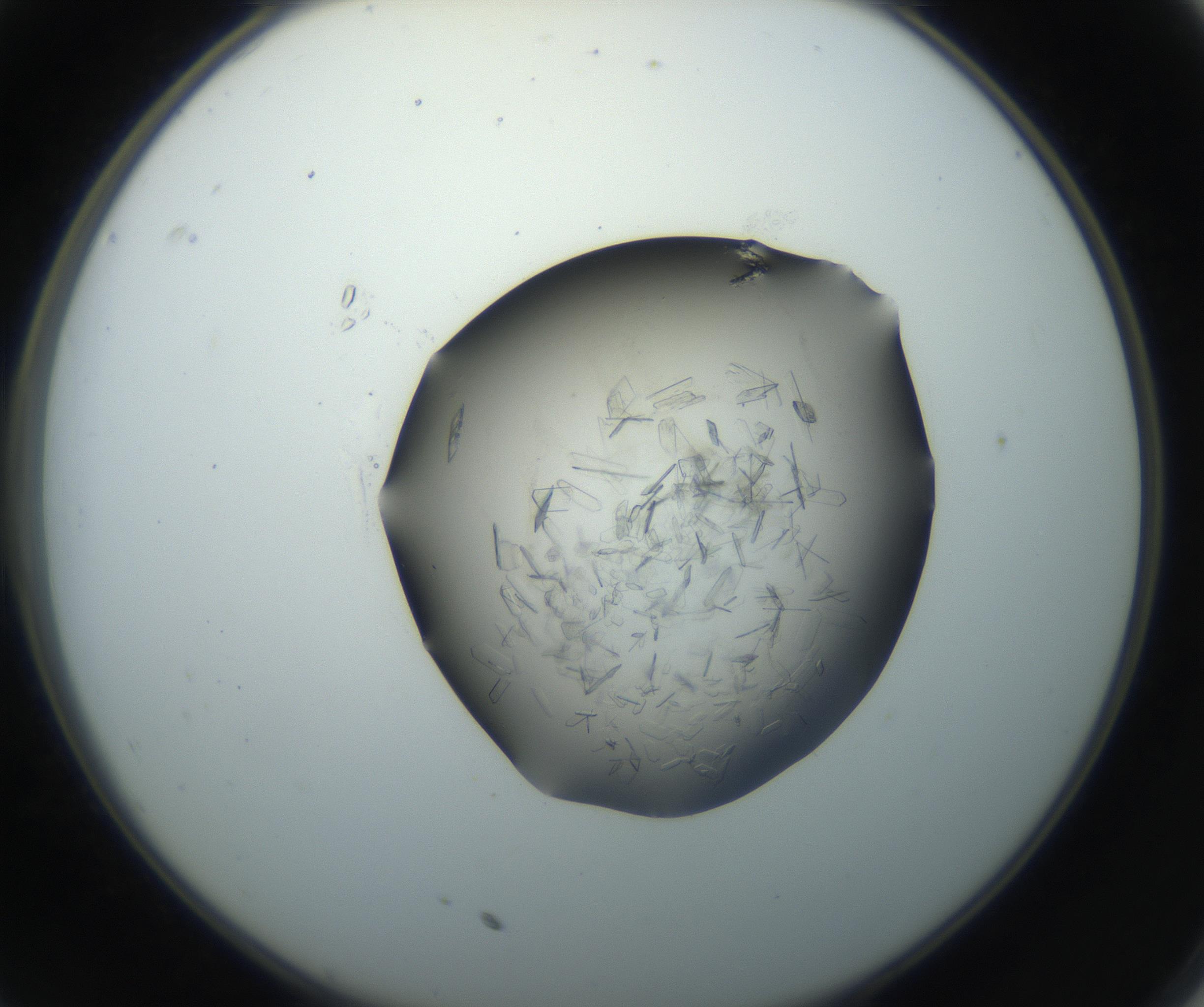 RI01_03_000_0212_Proj1_Clon1_MC_0000MC102759_002_160924_11_03_02_00_99_002_001_RAI.jpg