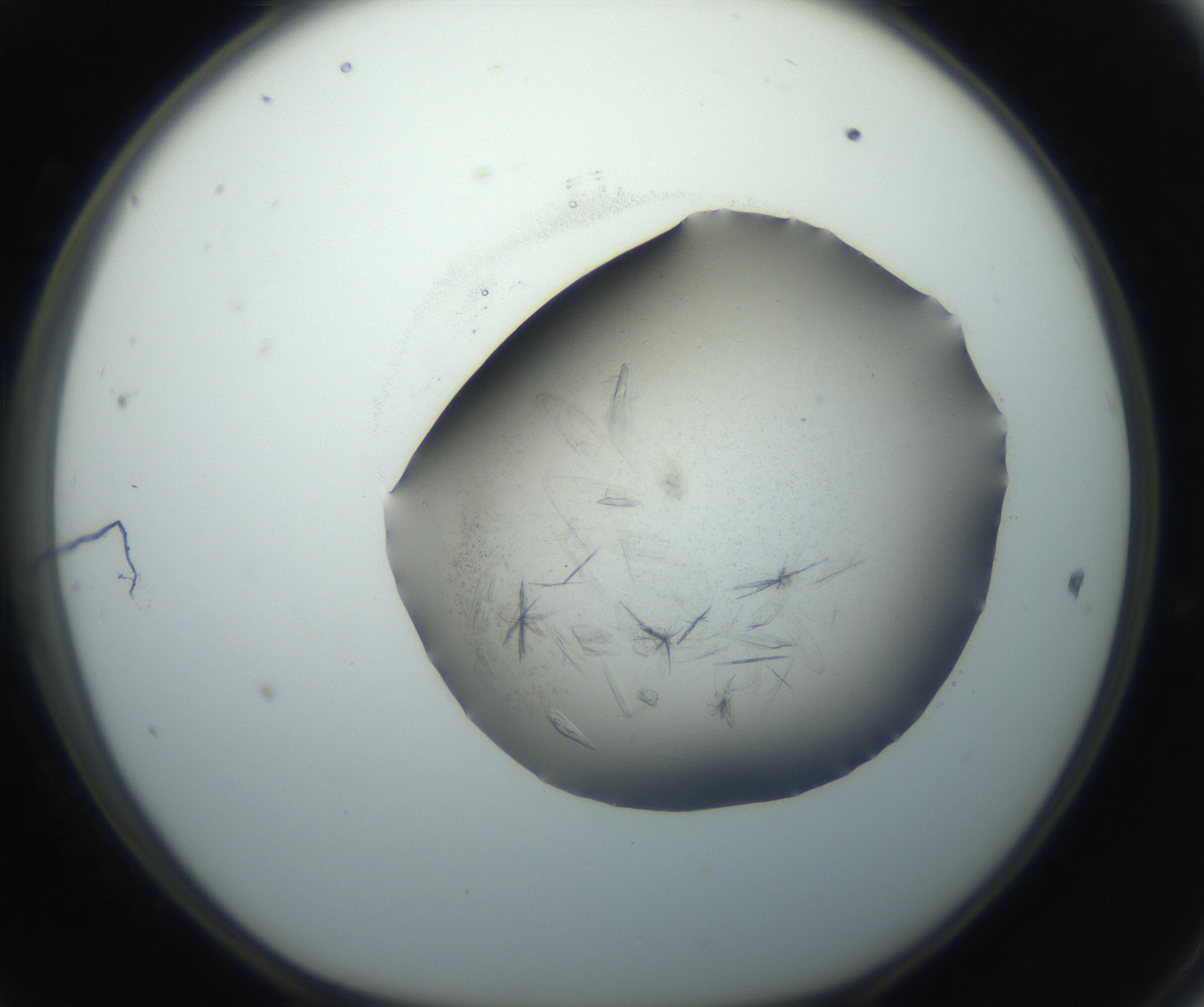 RI01_03_000_0212_Proj1_Clon1_MC_0000MC102759_002_160924_11_04_01_00_99_002_001_RAI.jpg