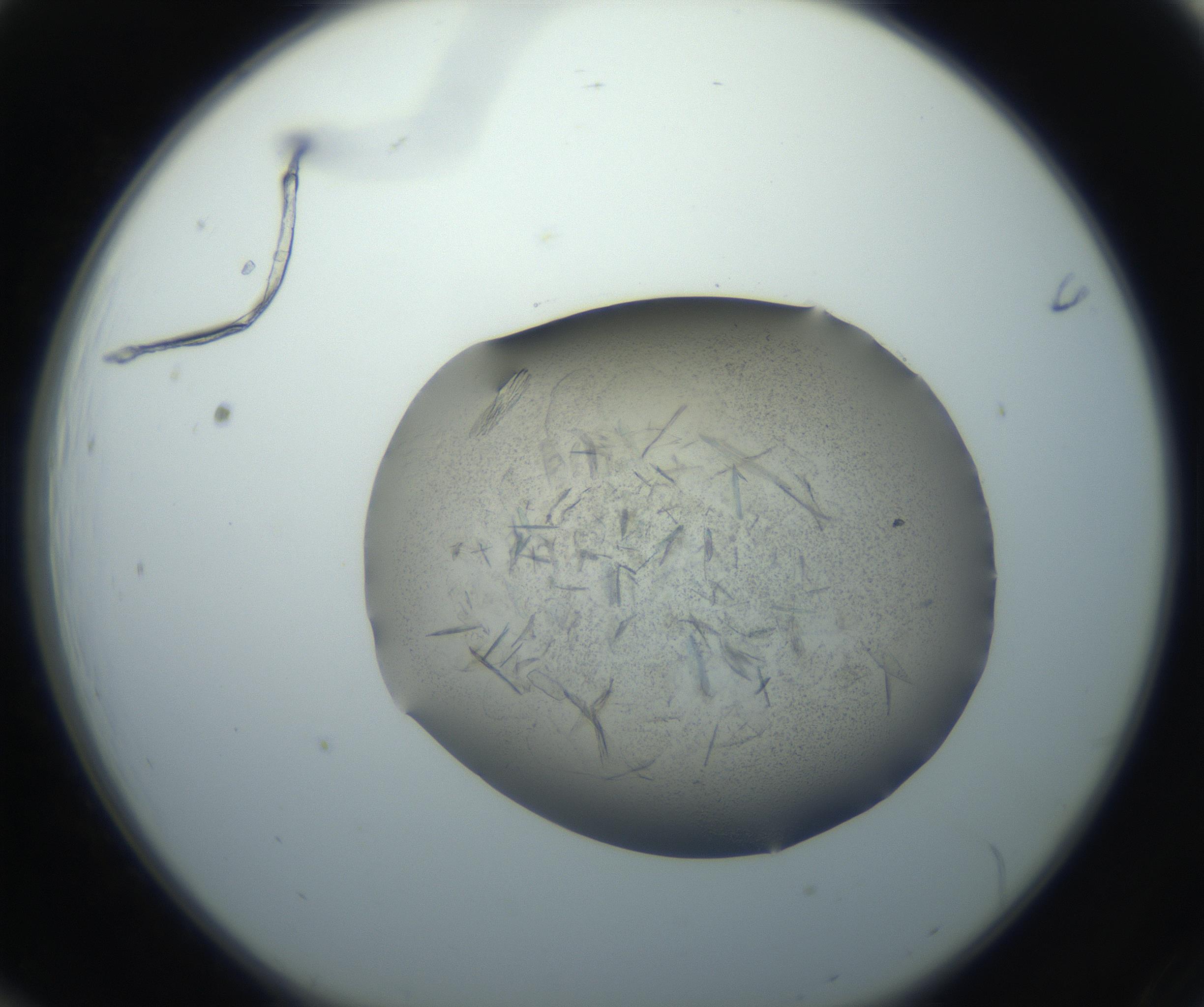 RI01_03_000_0212_Proj1_Clon1_MC_0000MC102759_002_160924_12_01_01_00_99_002_001_RAI.jpg