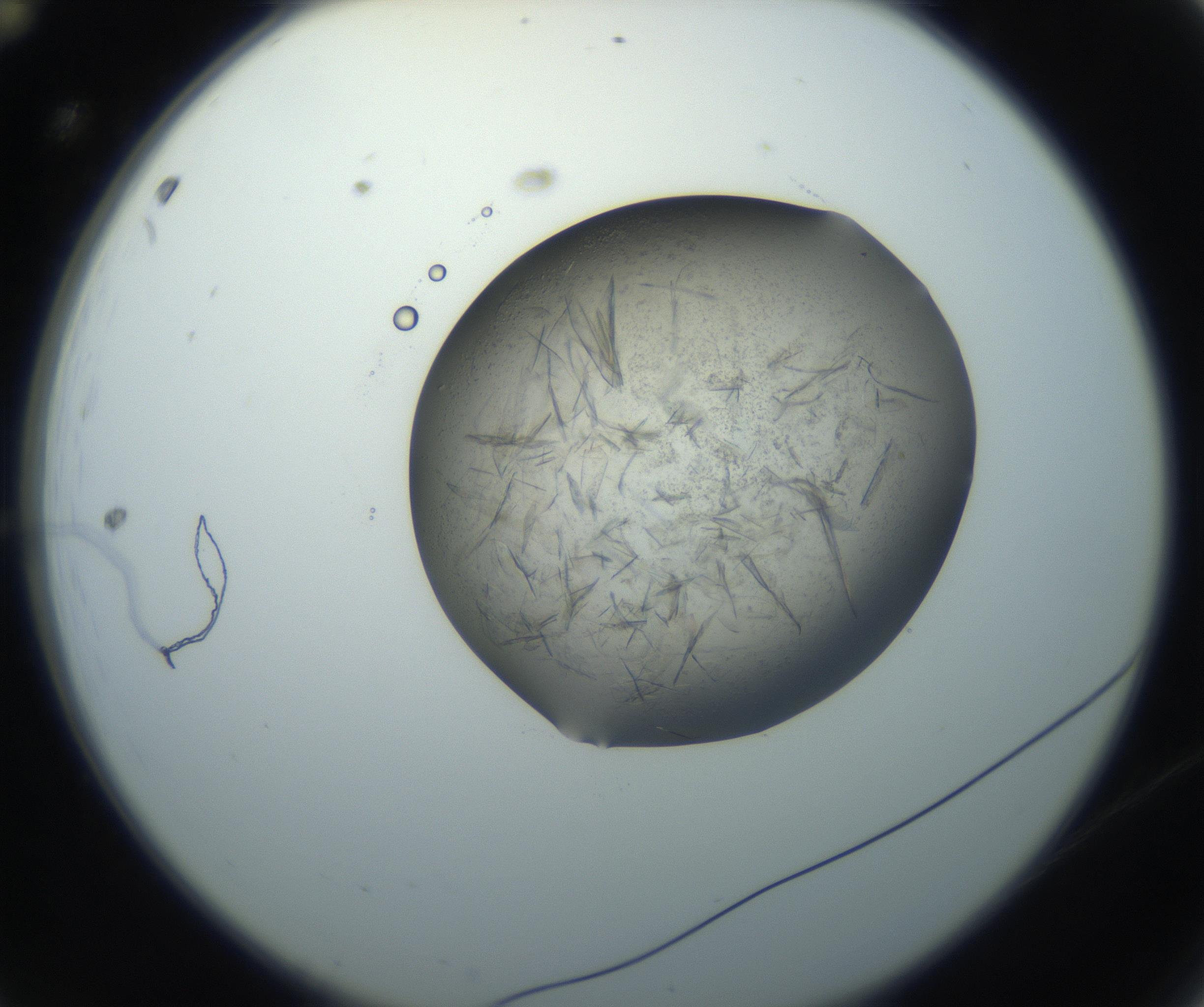 RI01_03_000_0212_Proj1_Clon1_MC_0000MC102759_002_160924_12_01_02_00_99_002_001_RAI.jpg