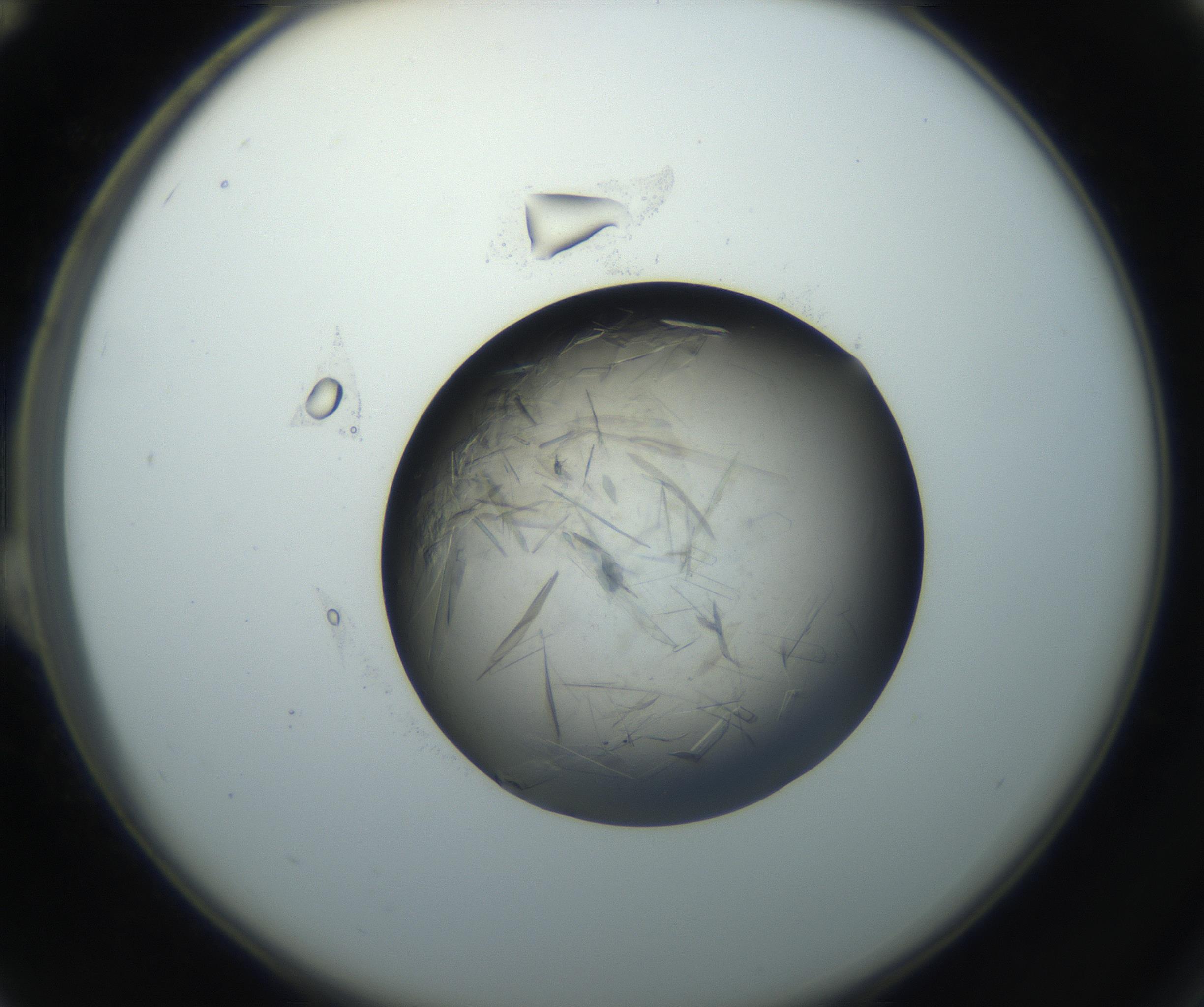 RI01_03_000_0212_Proj1_Clon1_MC_0000MC102759_002_160924_12_02_02_00_99_002_001_RAI.jpg