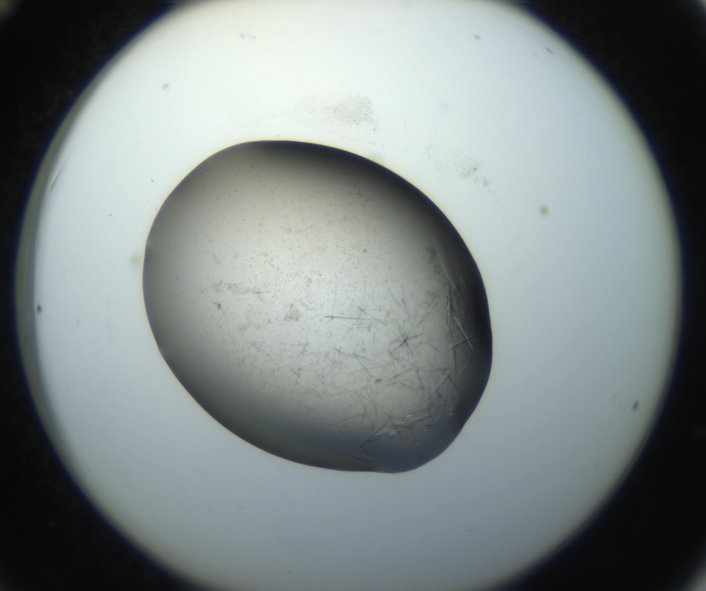 RI01_03_000_0212_Proj1_Clon1_MC_0000MC102759_002_160924_12_03_02_00_99_002_001_RAI.jpg