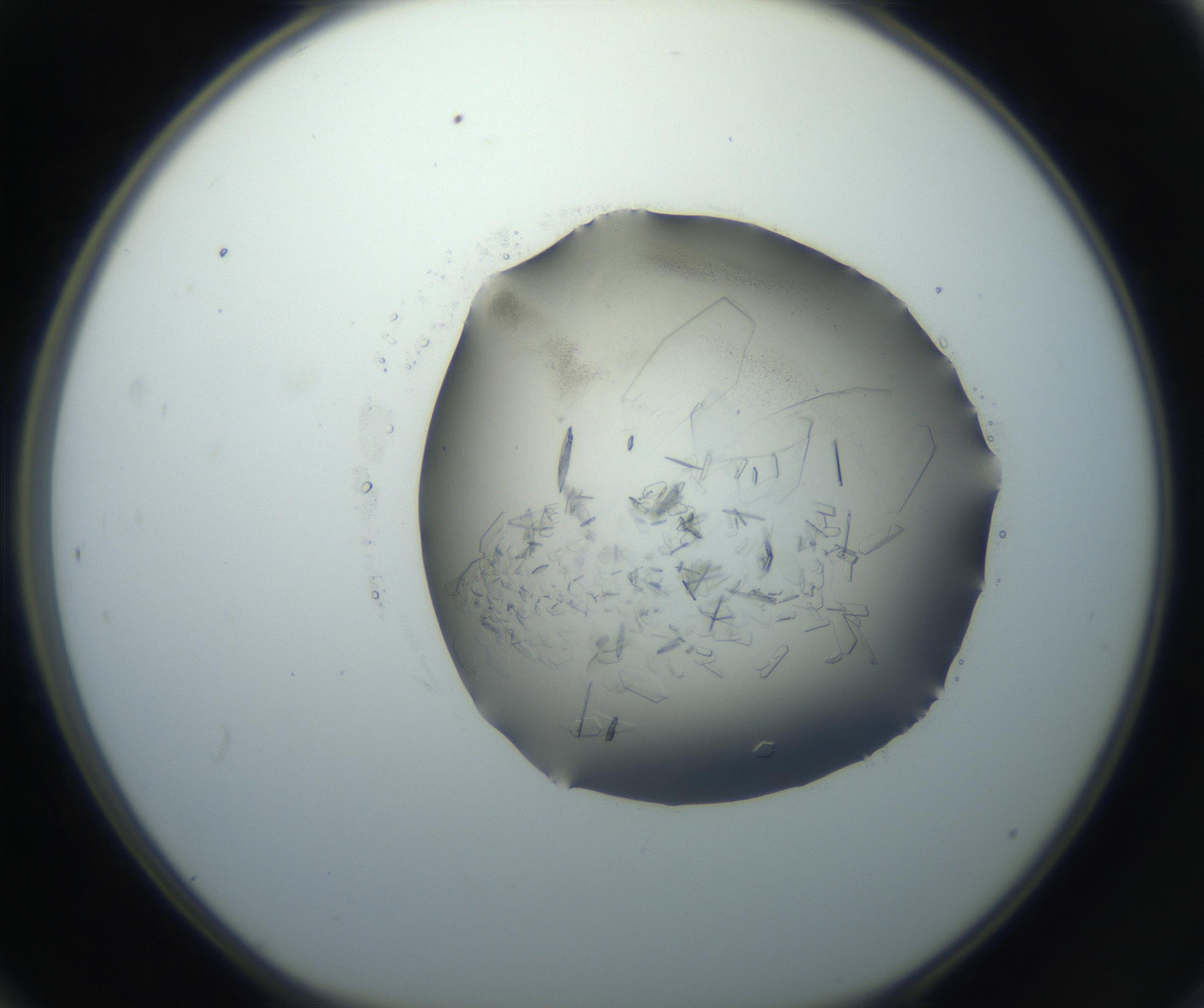 RI01_03_000_0212_Proj1_Clon1_MC_0000MC102759_002_160924_12_04_01_00_99_002_001_RAI.jpg