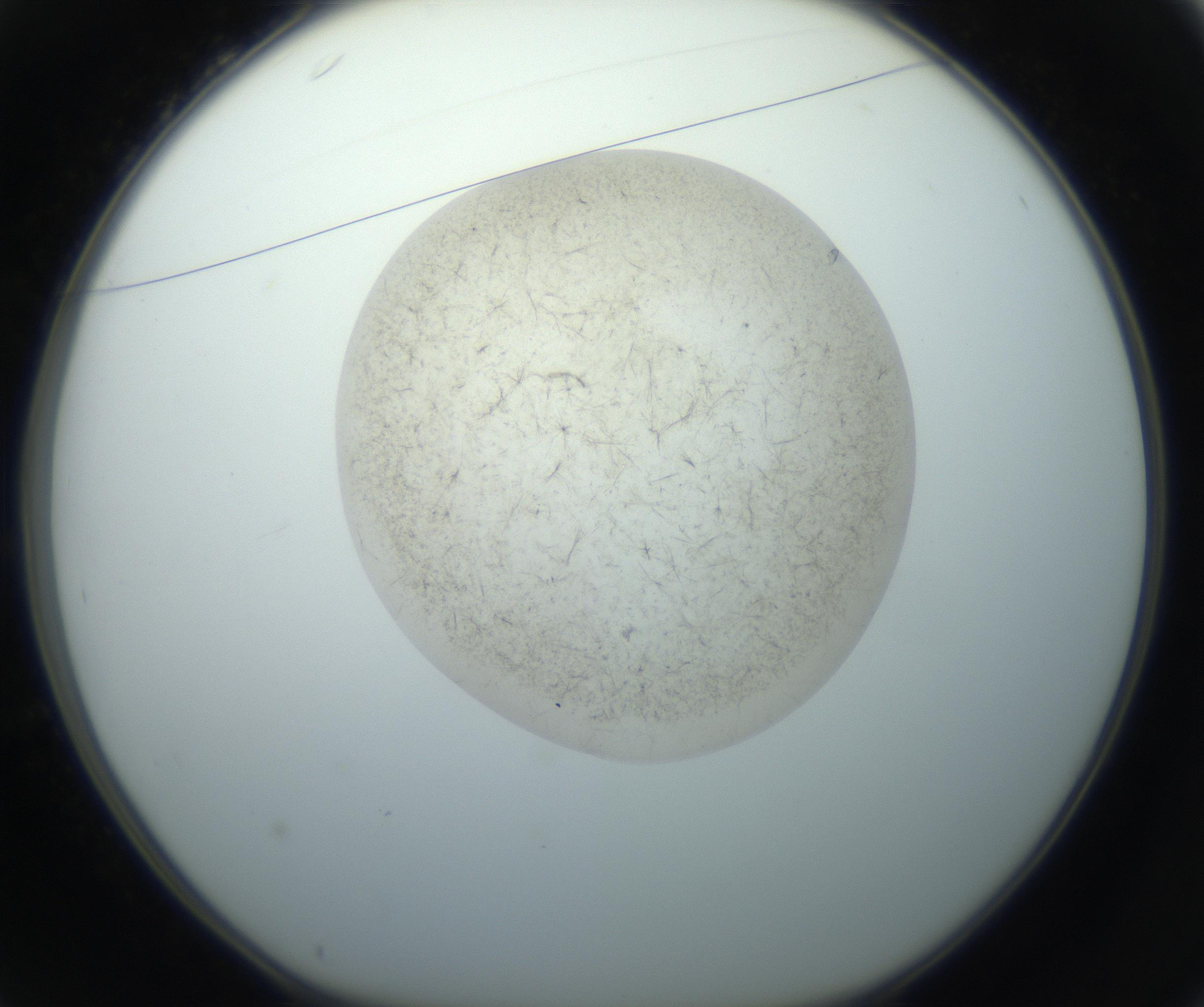 RI01_03_000_0212_Proj1_Clon1_MC_0000MC102760_002_160928_01_03_01_00_99_002_001_RAI.jpg
