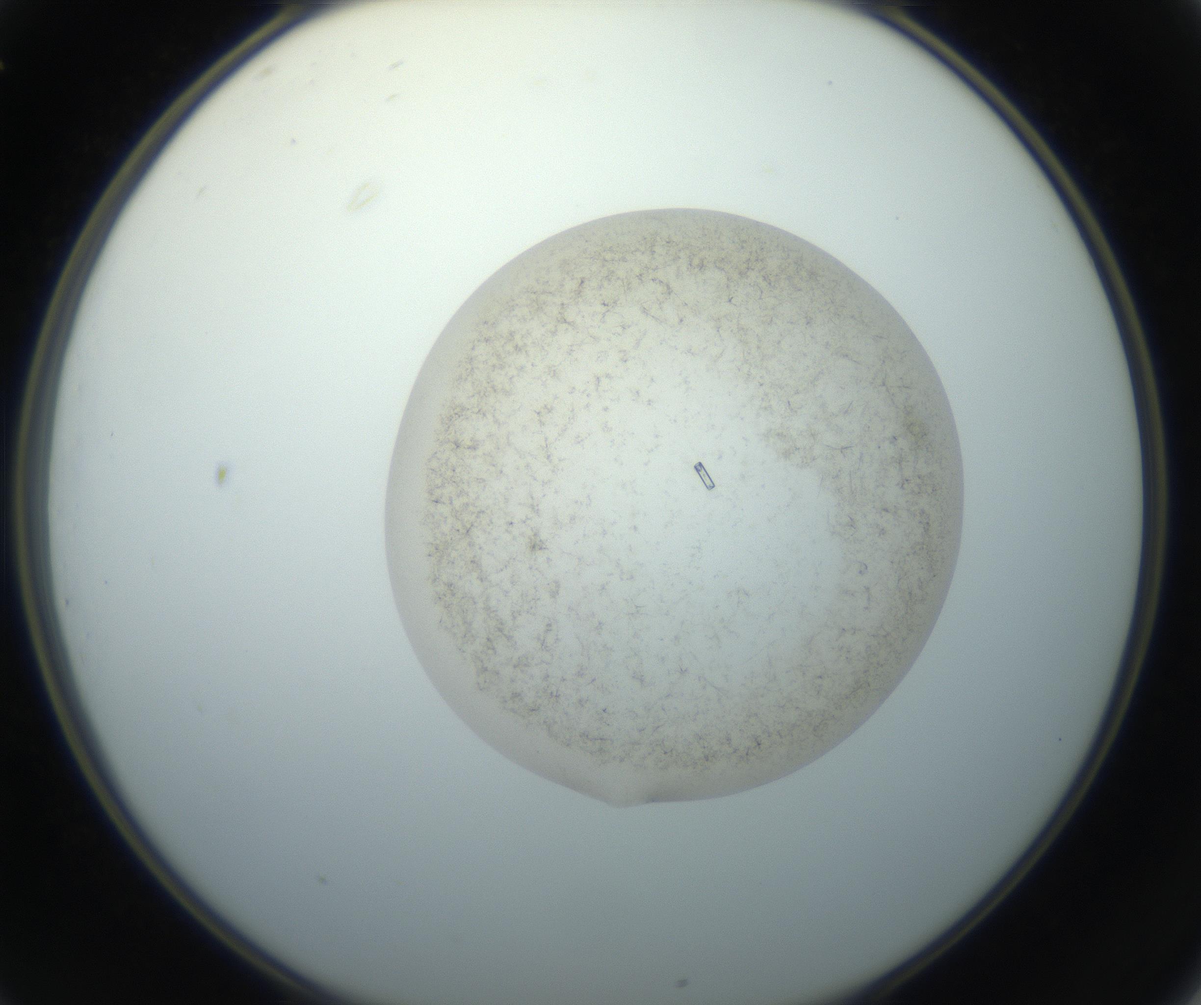 RI01_03_000_0212_Proj1_Clon1_MC_0000MC102760_002_160928_01_03_02_00_99_002_001_RAI.jpg