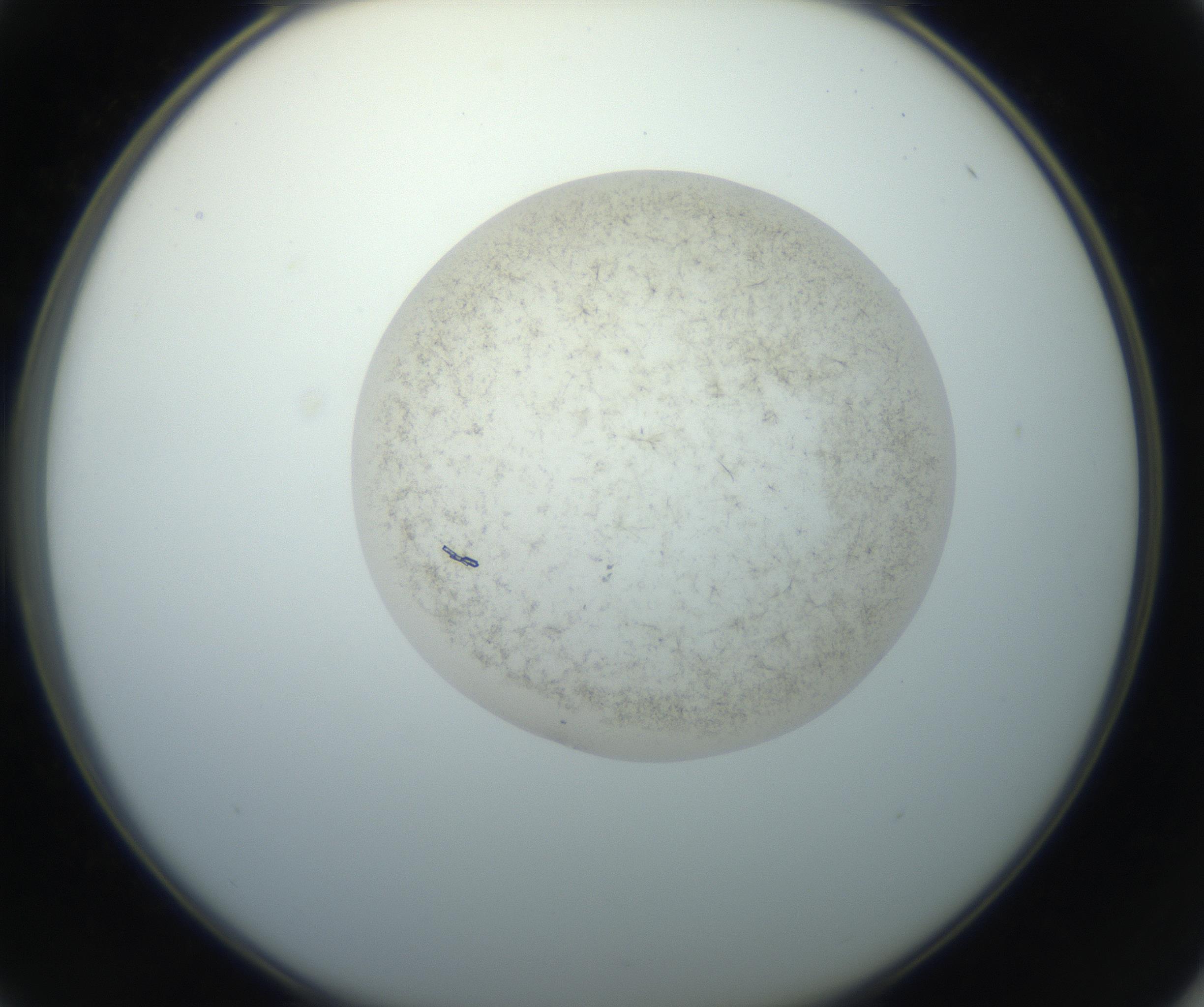 RI01_03_000_0212_Proj1_Clon1_MC_0000MC102760_002_160928_01_04_02_00_99_002_001_RAI.jpg