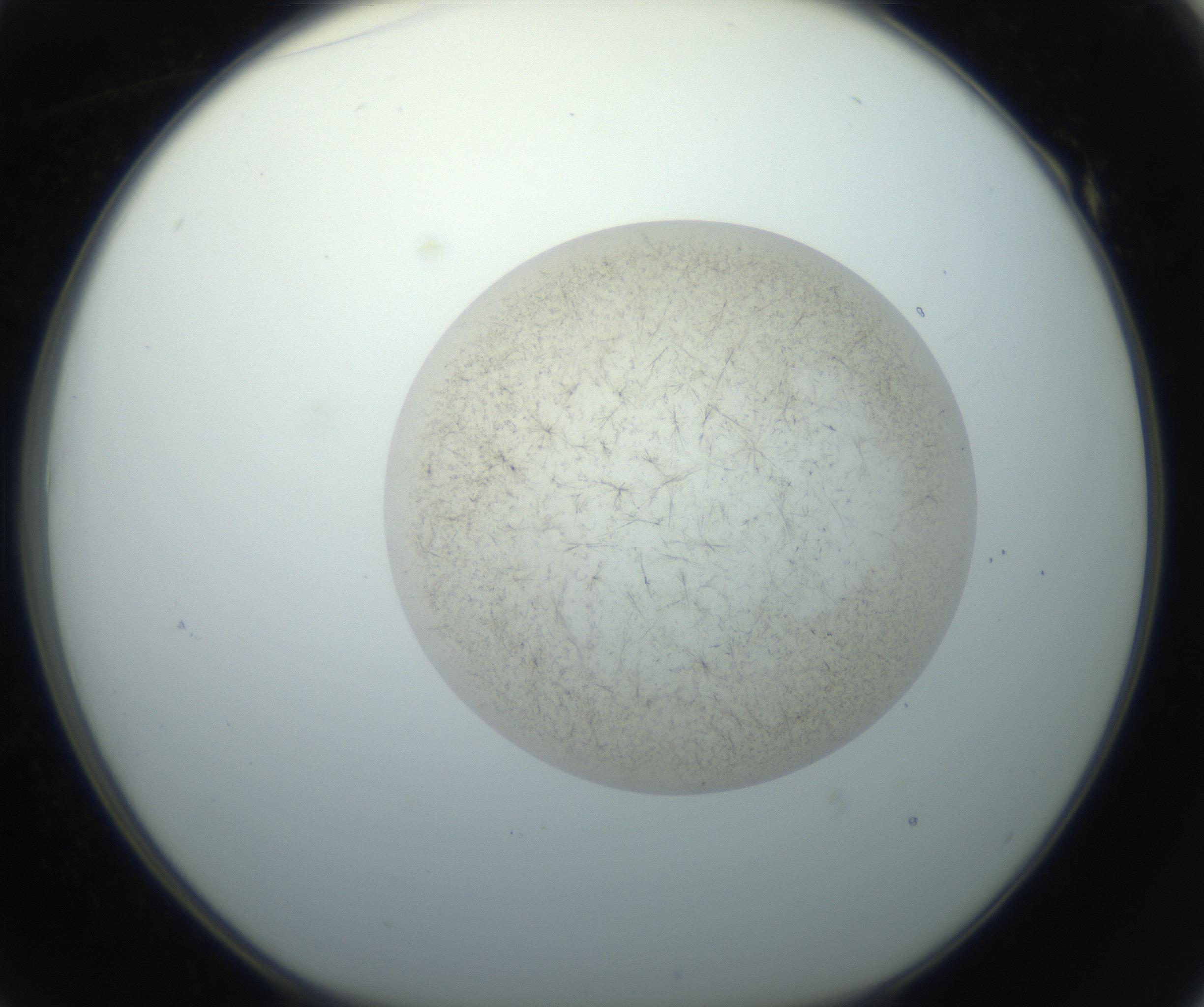 RI01_03_000_0212_Proj1_Clon1_MC_0000MC102760_002_160928_01_05_01_00_99_002_001_RAI.jpg