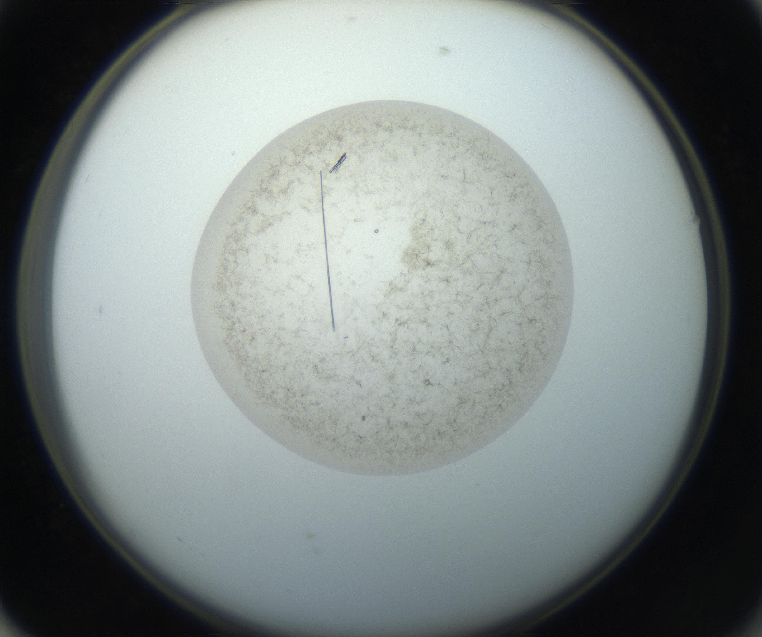 RI01_03_000_0212_Proj1_Clon1_MC_0000MC102760_002_160928_01_07_02_00_99_002_001_RAI.jpg