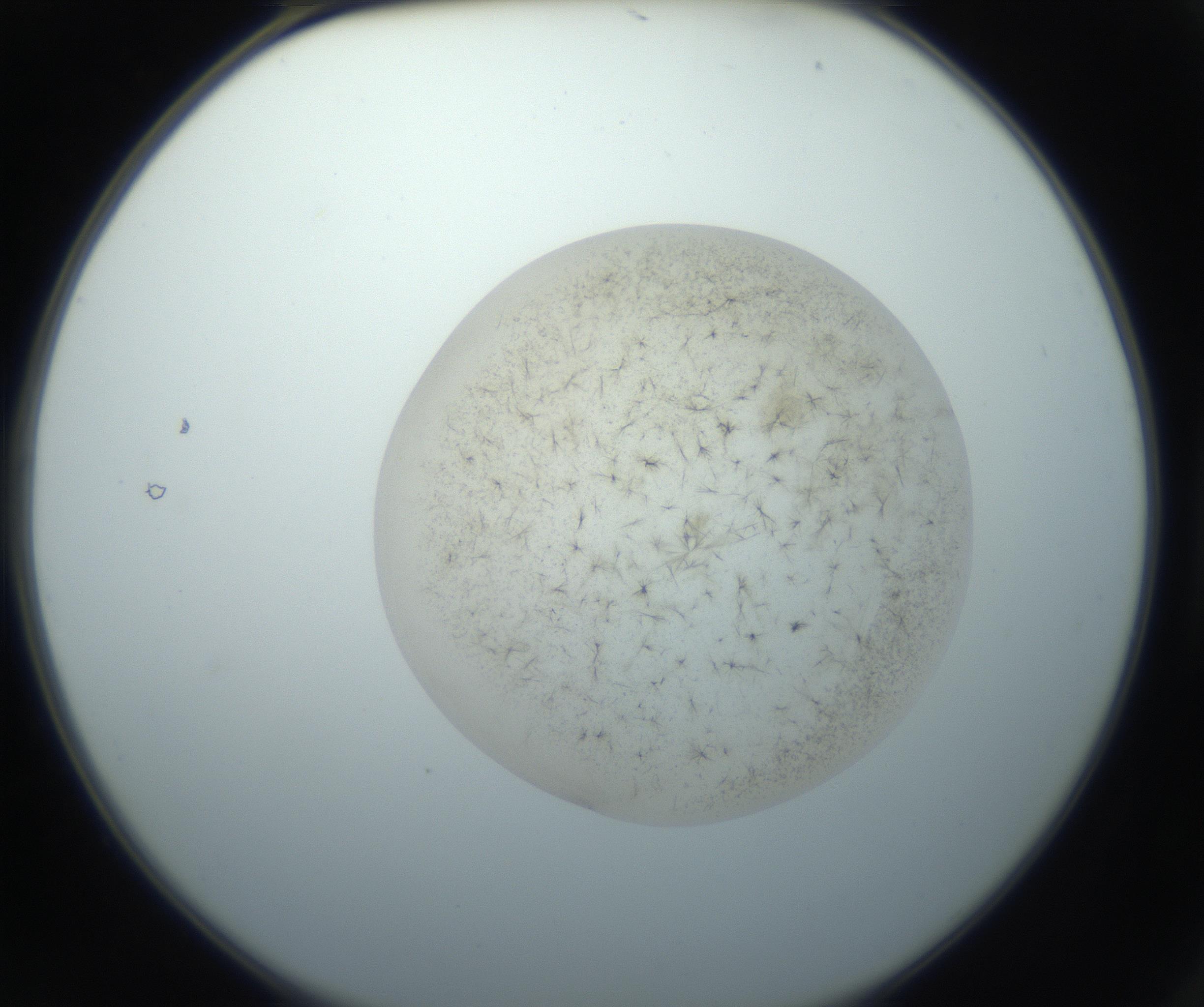 RI01_03_000_0212_Proj1_Clon1_MC_0000MC102760_002_160928_02_01_02_00_99_002_001_RAI.jpg