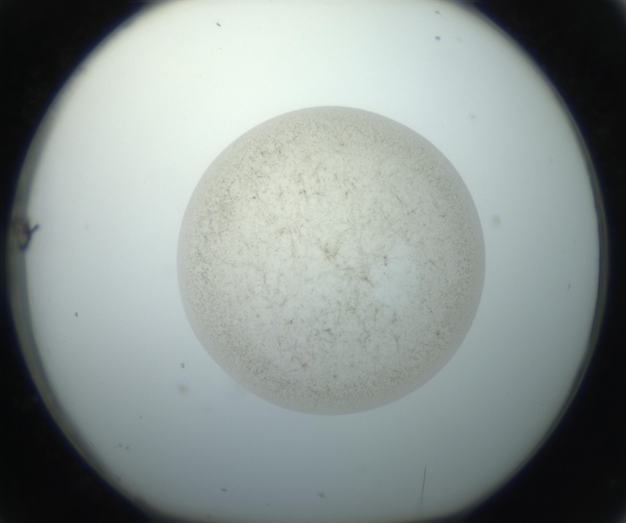 RI01_03_000_0212_Proj1_Clon1_MC_0000MC102760_002_160928_02_03_01_00_99_002_001_RAI.jpg