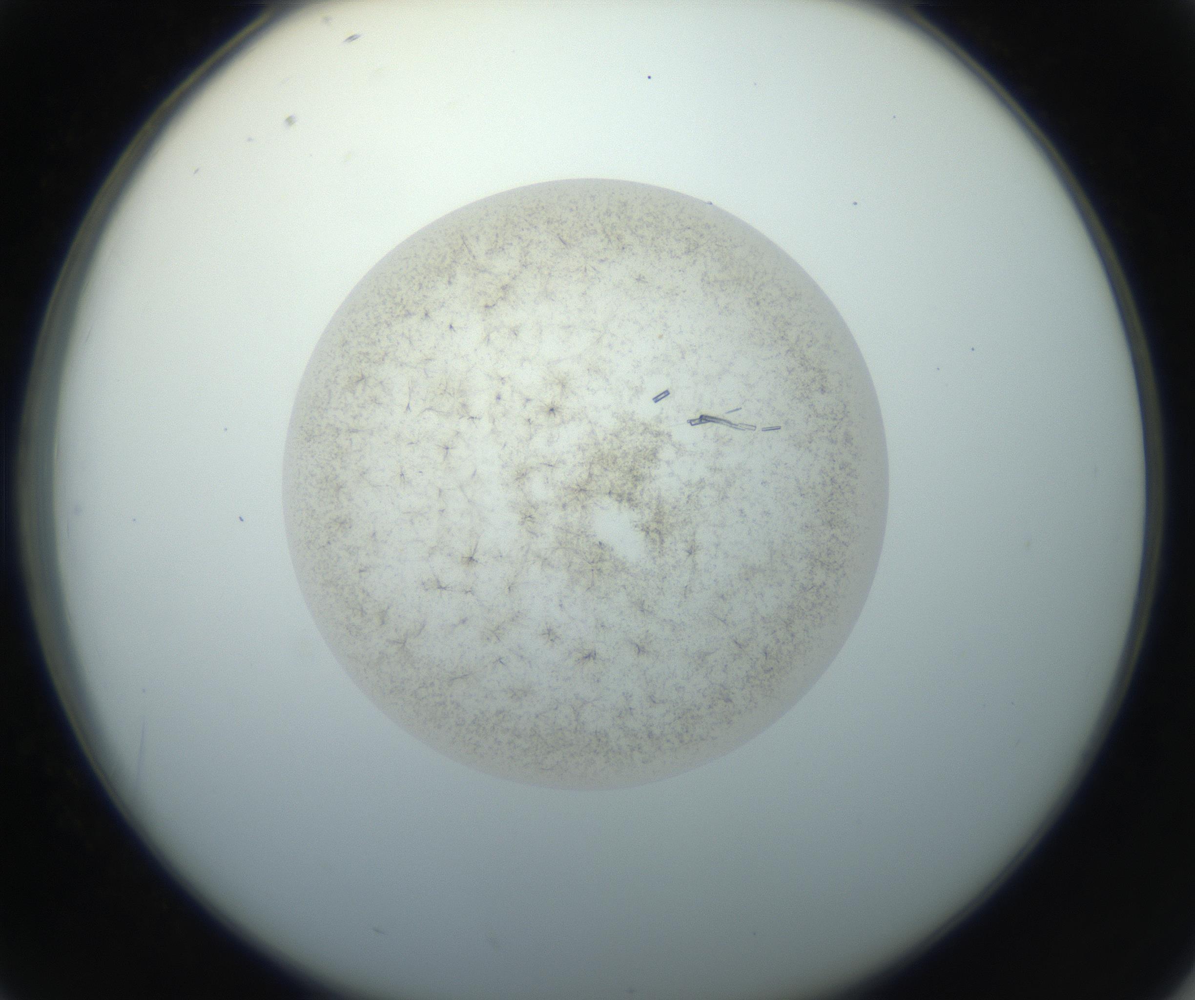 RI01_03_000_0212_Proj1_Clon1_MC_0000MC102760_002_160928_02_04_02_00_99_002_001_RAI.jpg