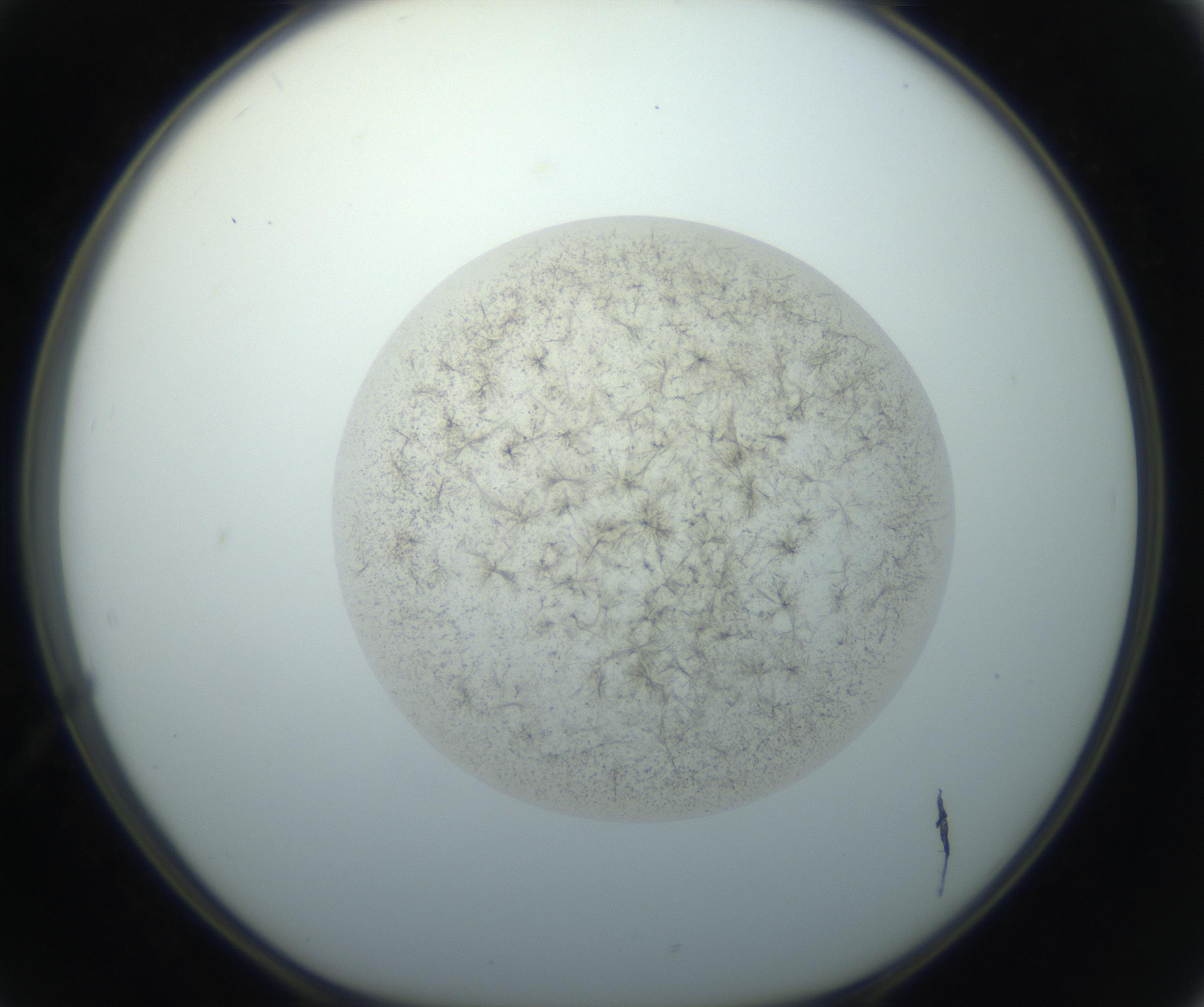 RI01_03_000_0212_Proj1_Clon1_MC_0000MC102760_002_160928_02_05_01_00_99_002_001_RAI.jpg