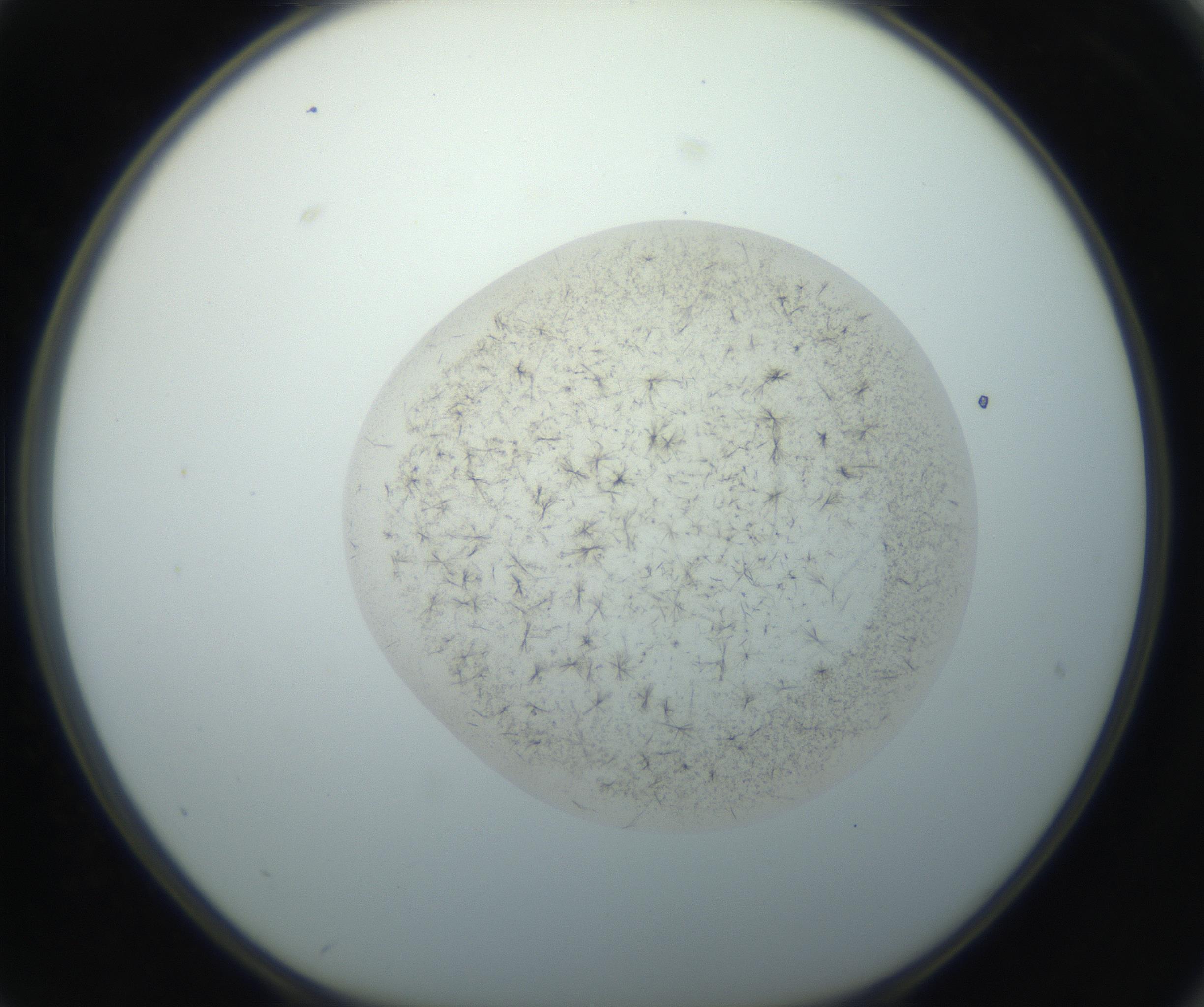 RI01_03_000_0212_Proj1_Clon1_MC_0000MC102760_002_160928_02_07_01_00_99_002_001_RAI.jpg