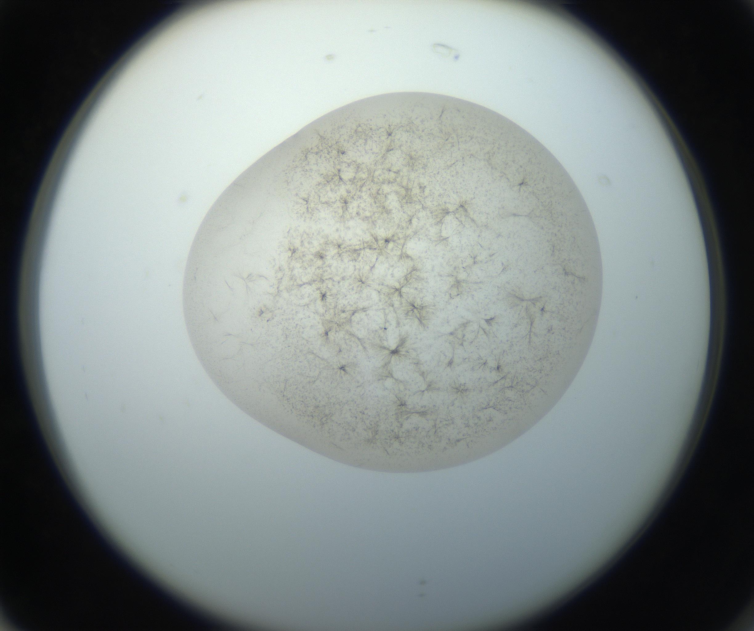 RI01_03_000_0212_Proj1_Clon1_MC_0000MC102760_002_160928_02_07_02_00_99_002_001_RAI.jpg