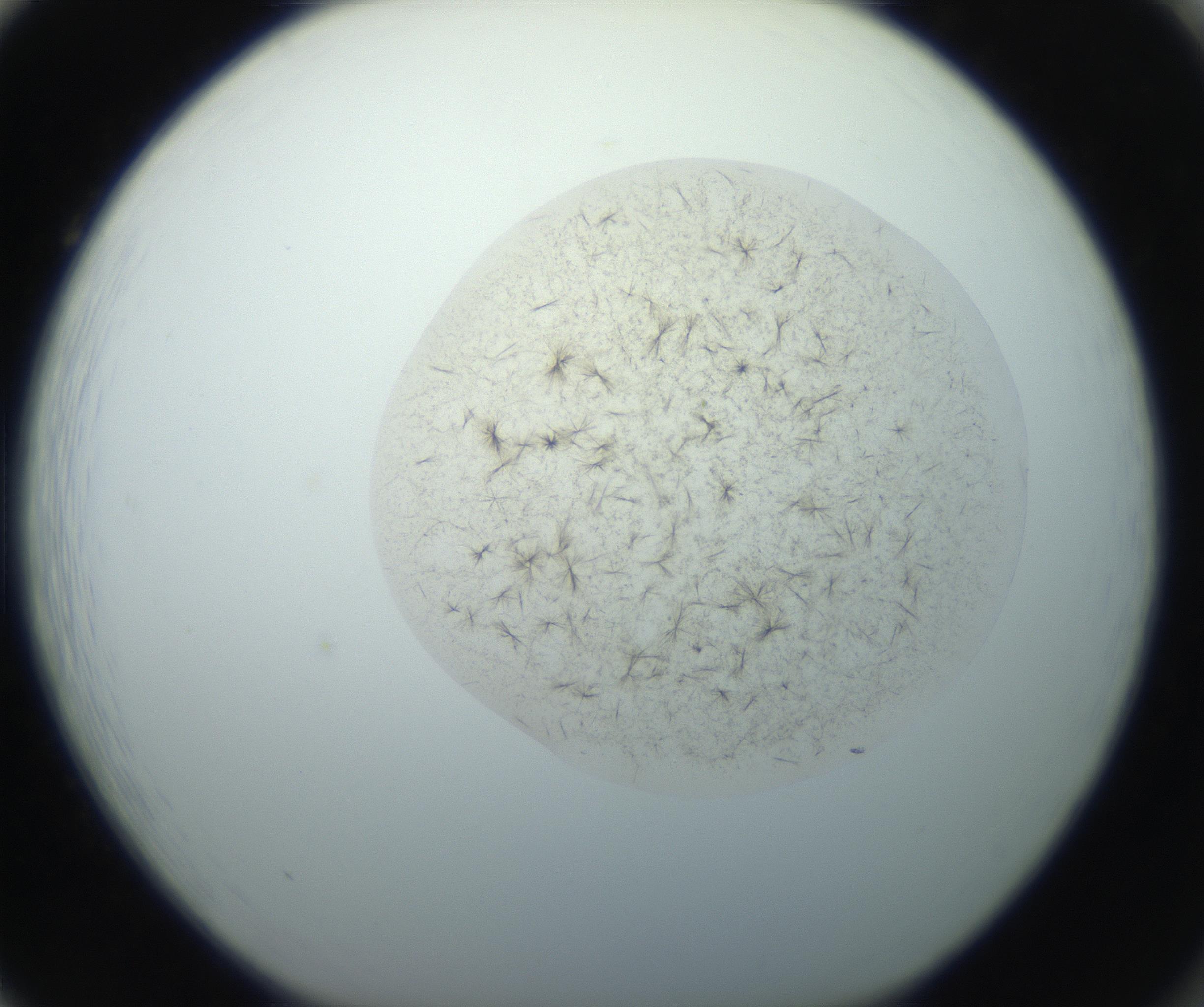 RI01_03_000_0212_Proj1_Clon1_MC_0000MC102760_002_160928_02_08_01_00_99_002_001_RAI.jpg