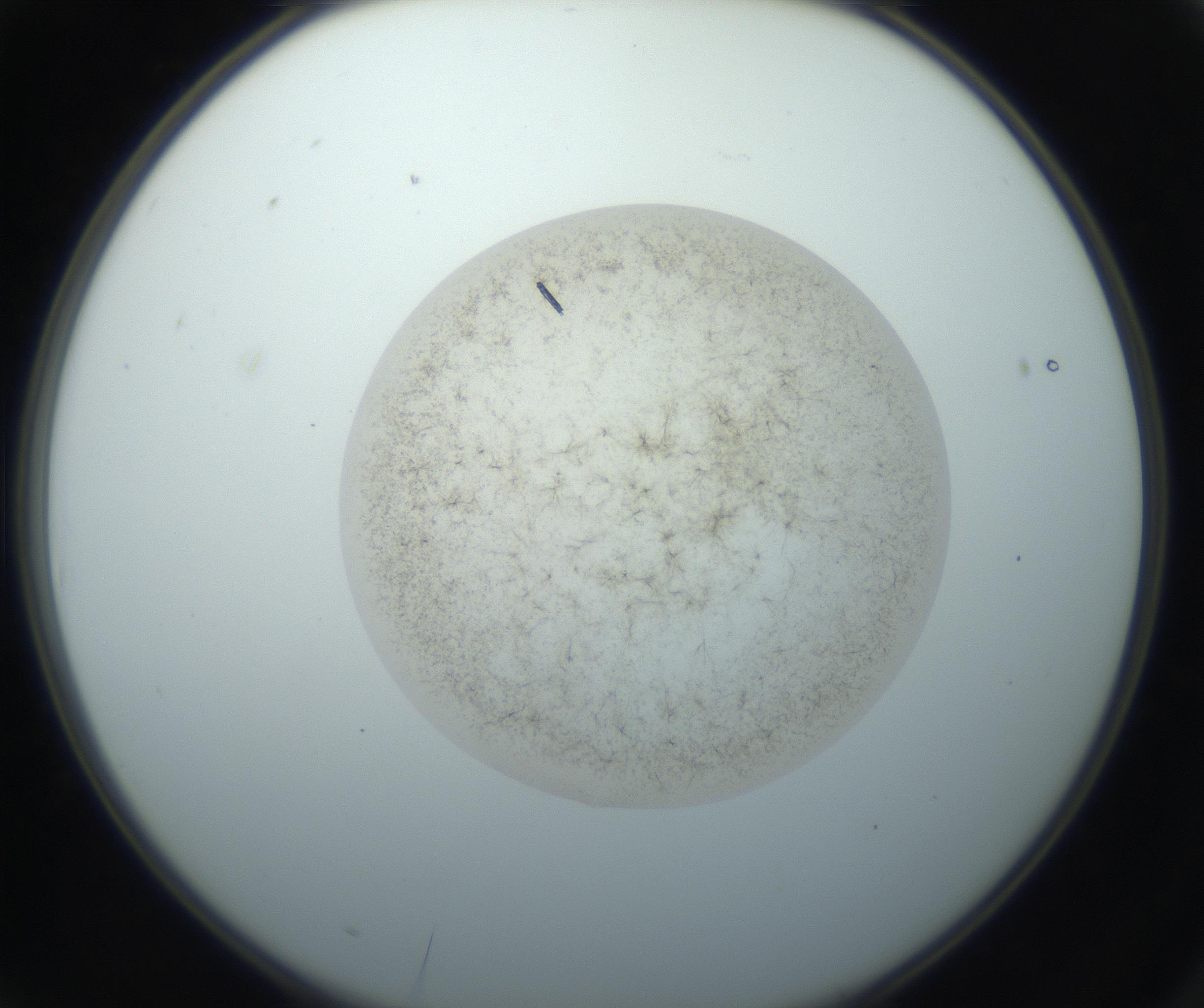 RI01_03_000_0212_Proj1_Clon1_MC_0000MC102760_002_160928_03_01_02_00_99_002_001_RAI.jpg