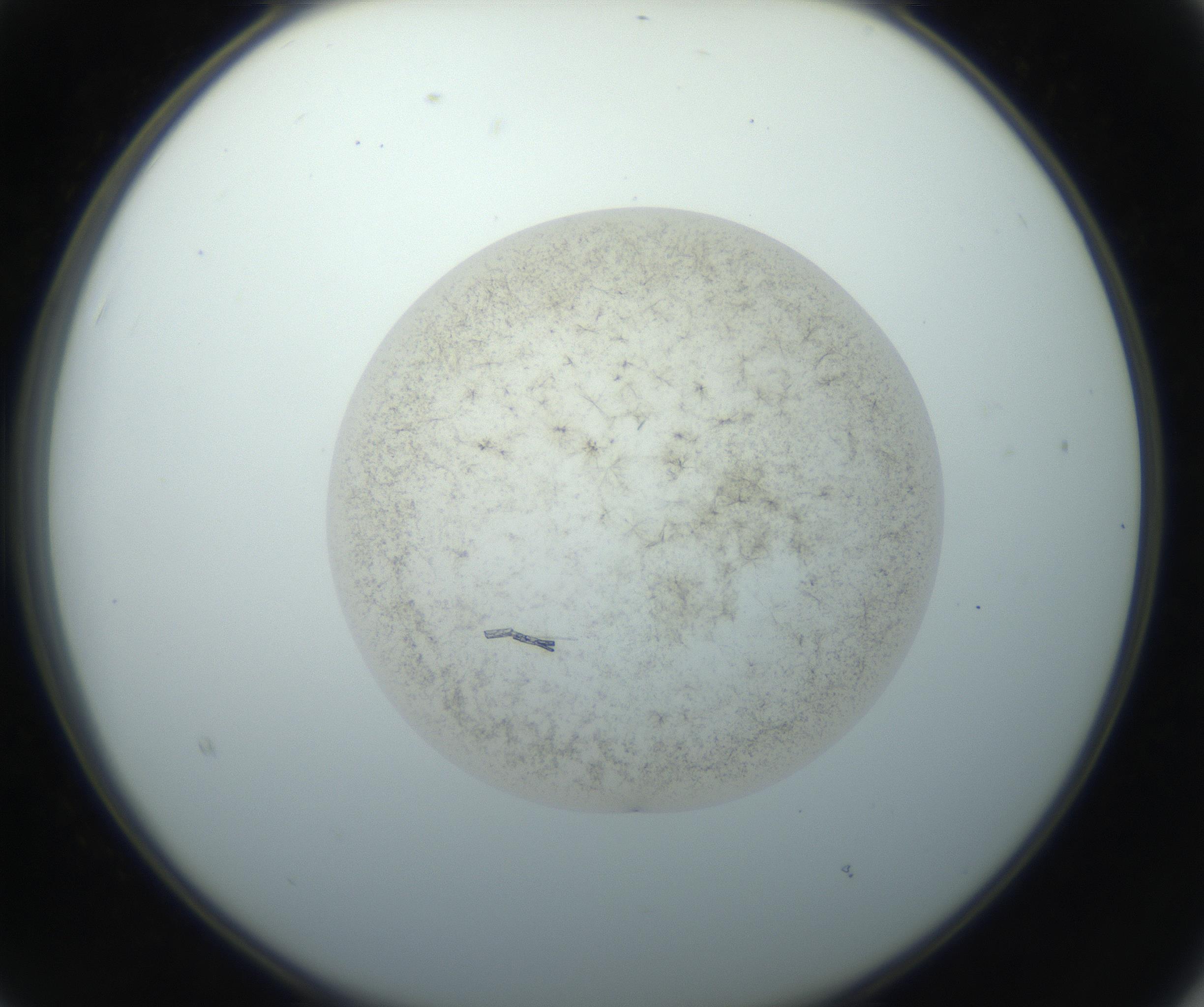 RI01_03_000_0212_Proj1_Clon1_MC_0000MC102760_002_160928_03_02_02_00_99_002_001_RAI.jpg