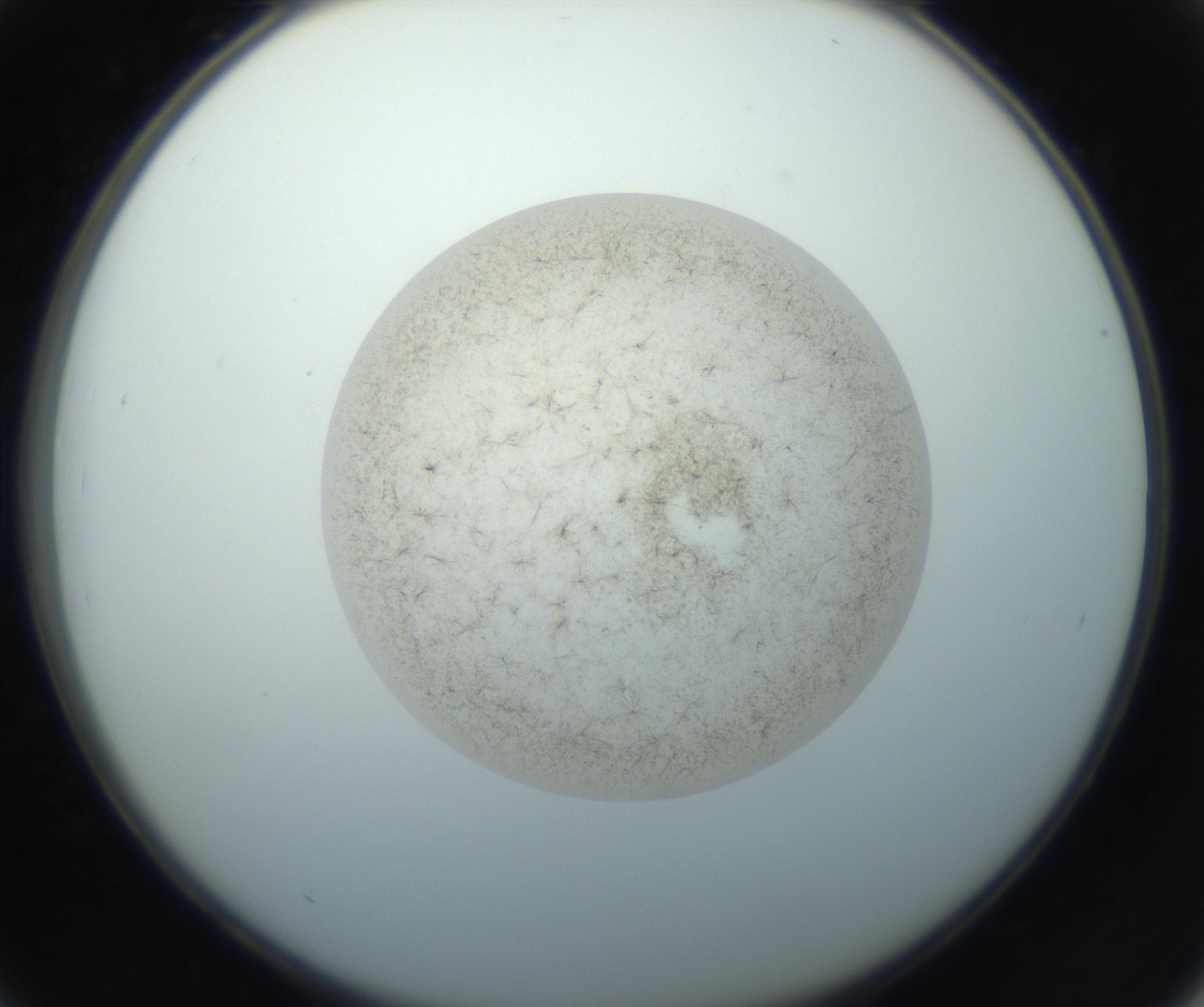RI01_03_000_0212_Proj1_Clon1_MC_0000MC102760_002_160928_03_04_02_00_99_002_001_RAI.jpg