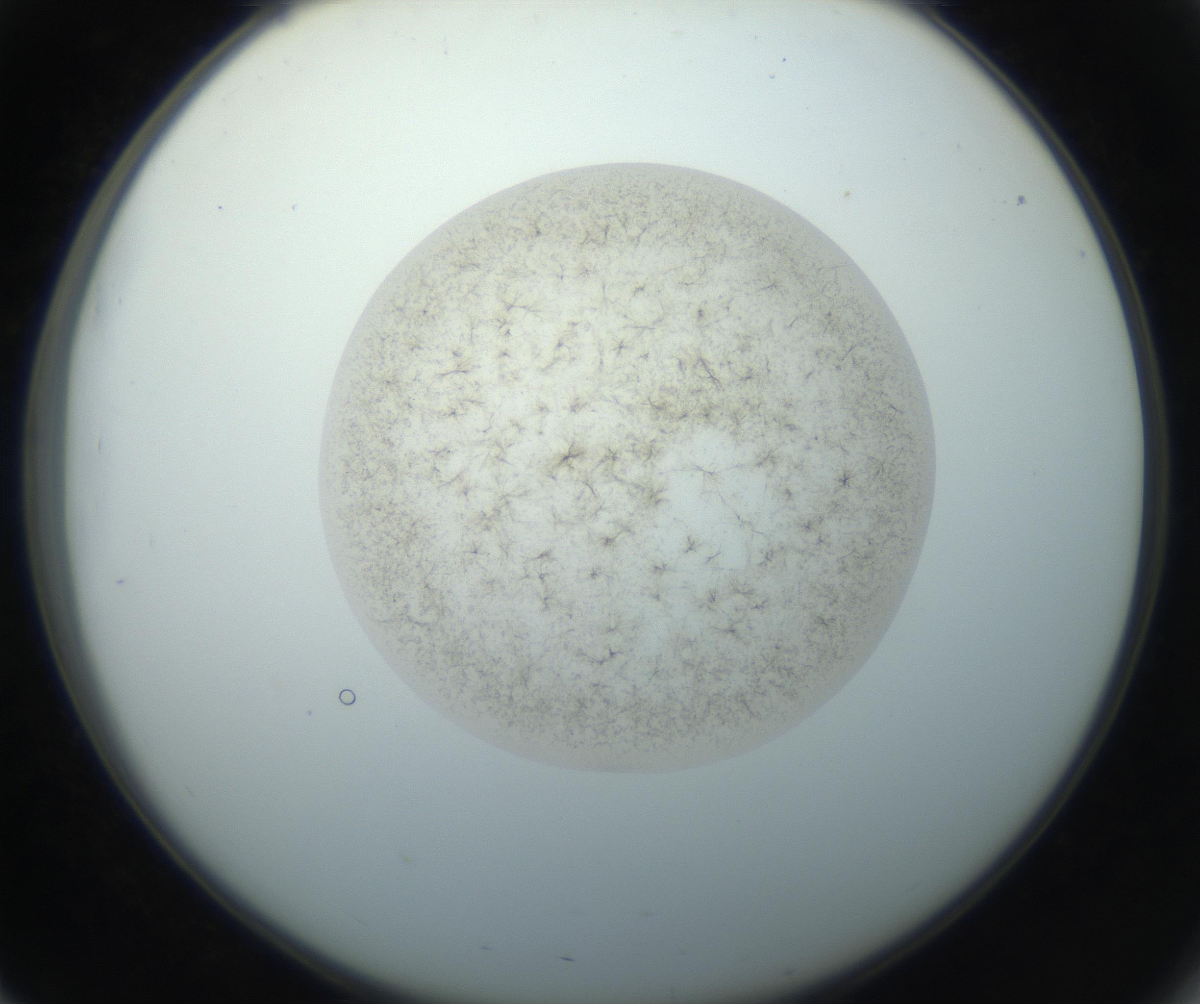 RI01_03_000_0212_Proj1_Clon1_MC_0000MC102760_002_160928_03_05_02_00_99_002_001_RAI.jpg