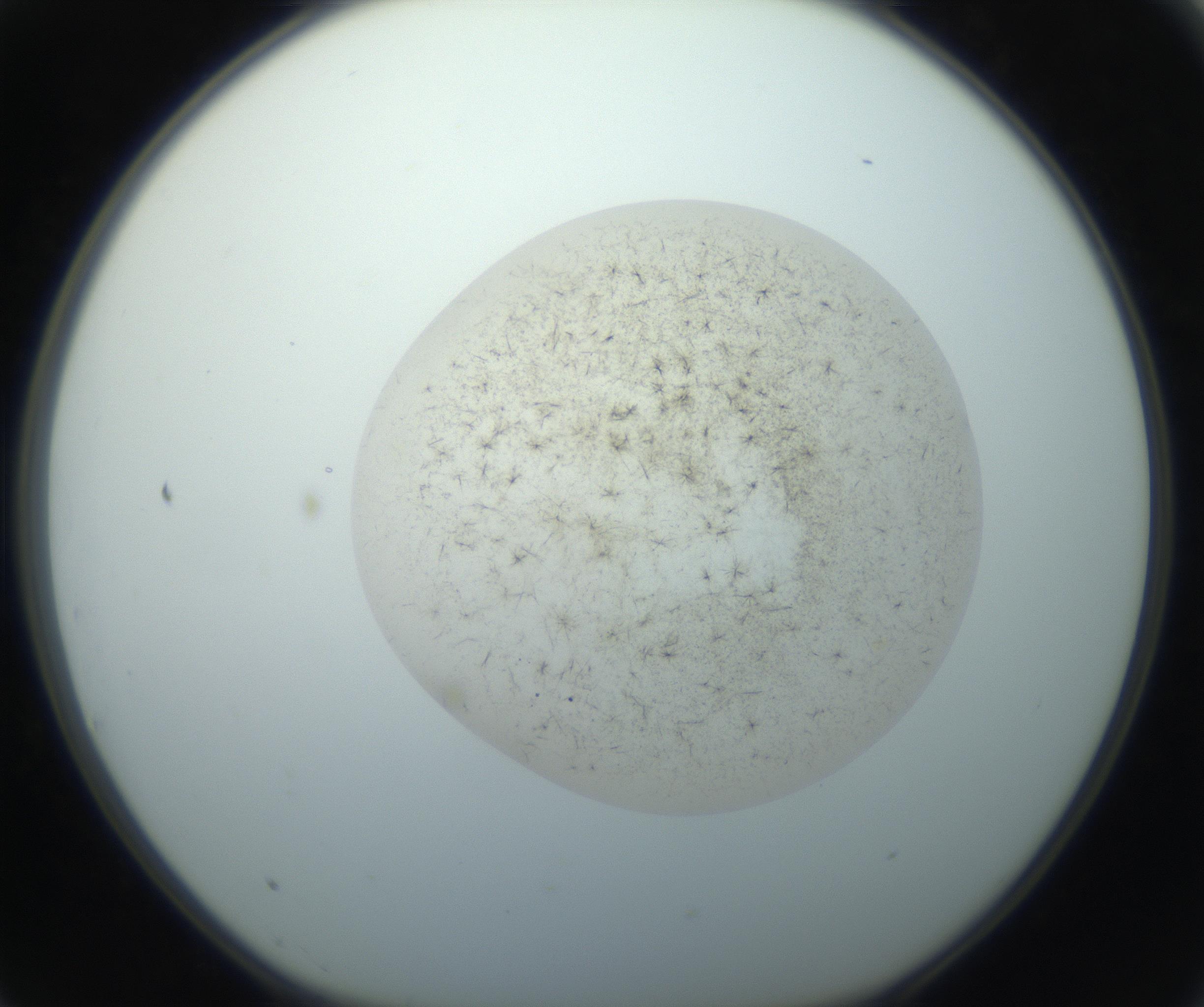 RI01_03_000_0212_Proj1_Clon1_MC_0000MC102760_002_160928_03_07_01_00_99_002_001_RAI.jpg