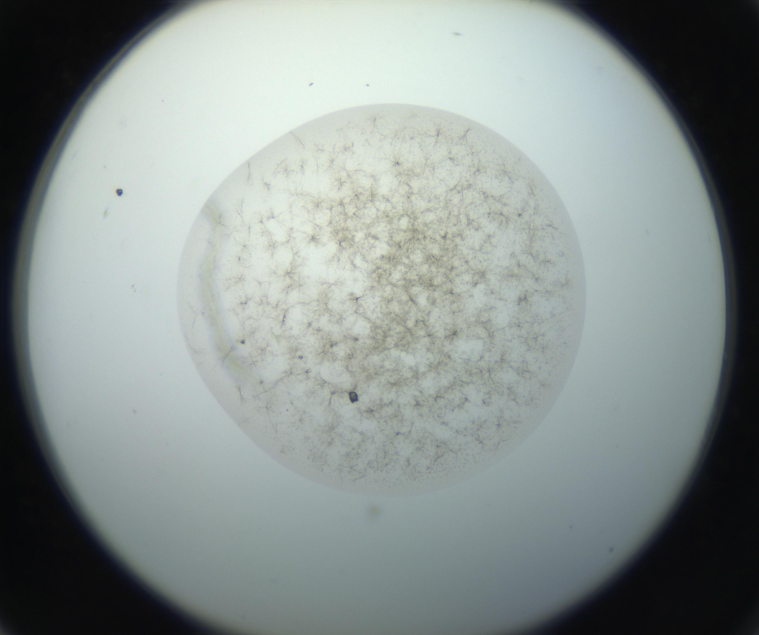 RI01_03_000_0212_Proj1_Clon1_MC_0000MC102760_002_160928_03_07_02_00_99_002_001_RAI.jpg