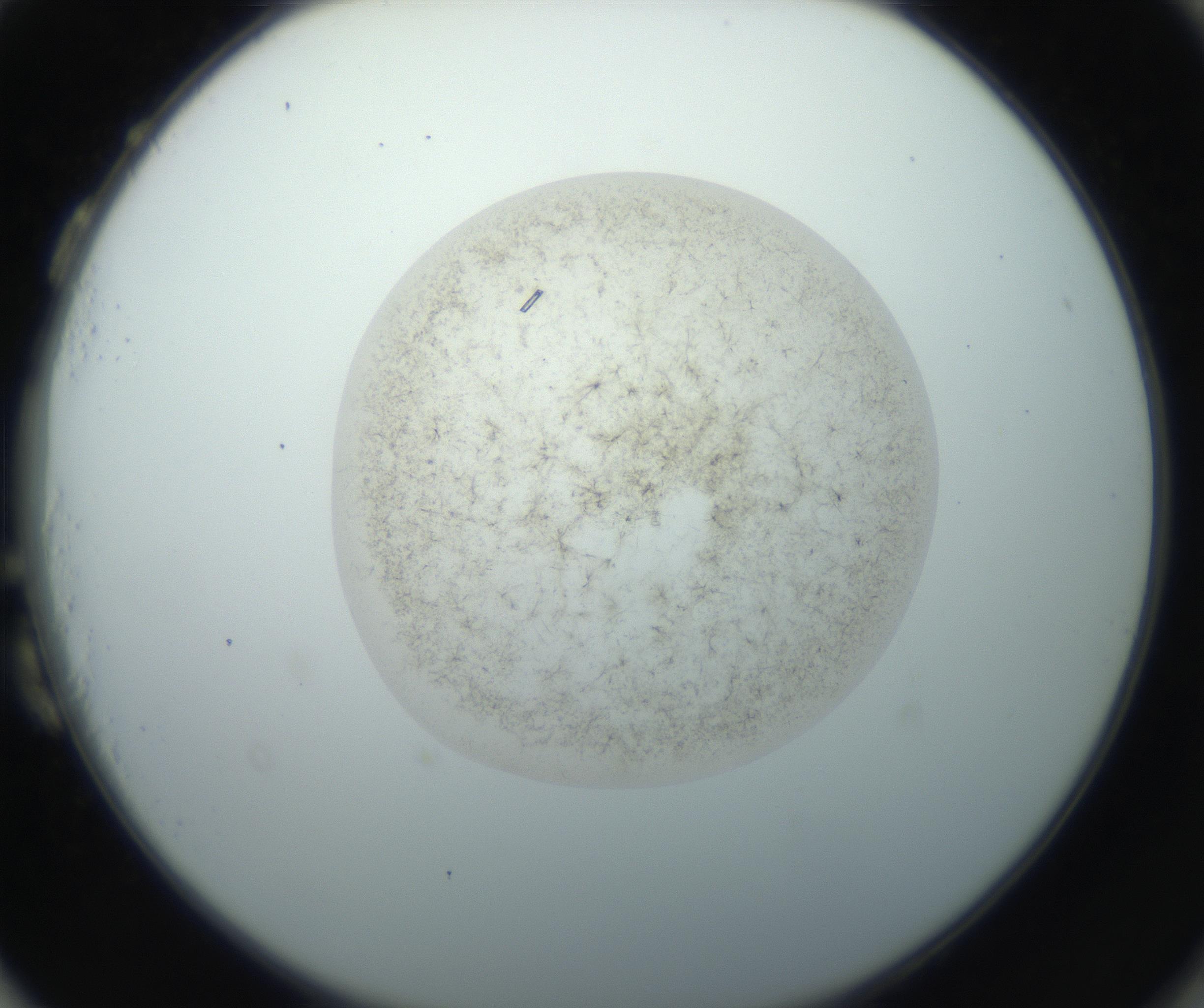 RI01_03_000_0212_Proj1_Clon1_MC_0000MC102760_002_160928_03_08_02_00_99_002_001_RAI.jpg
