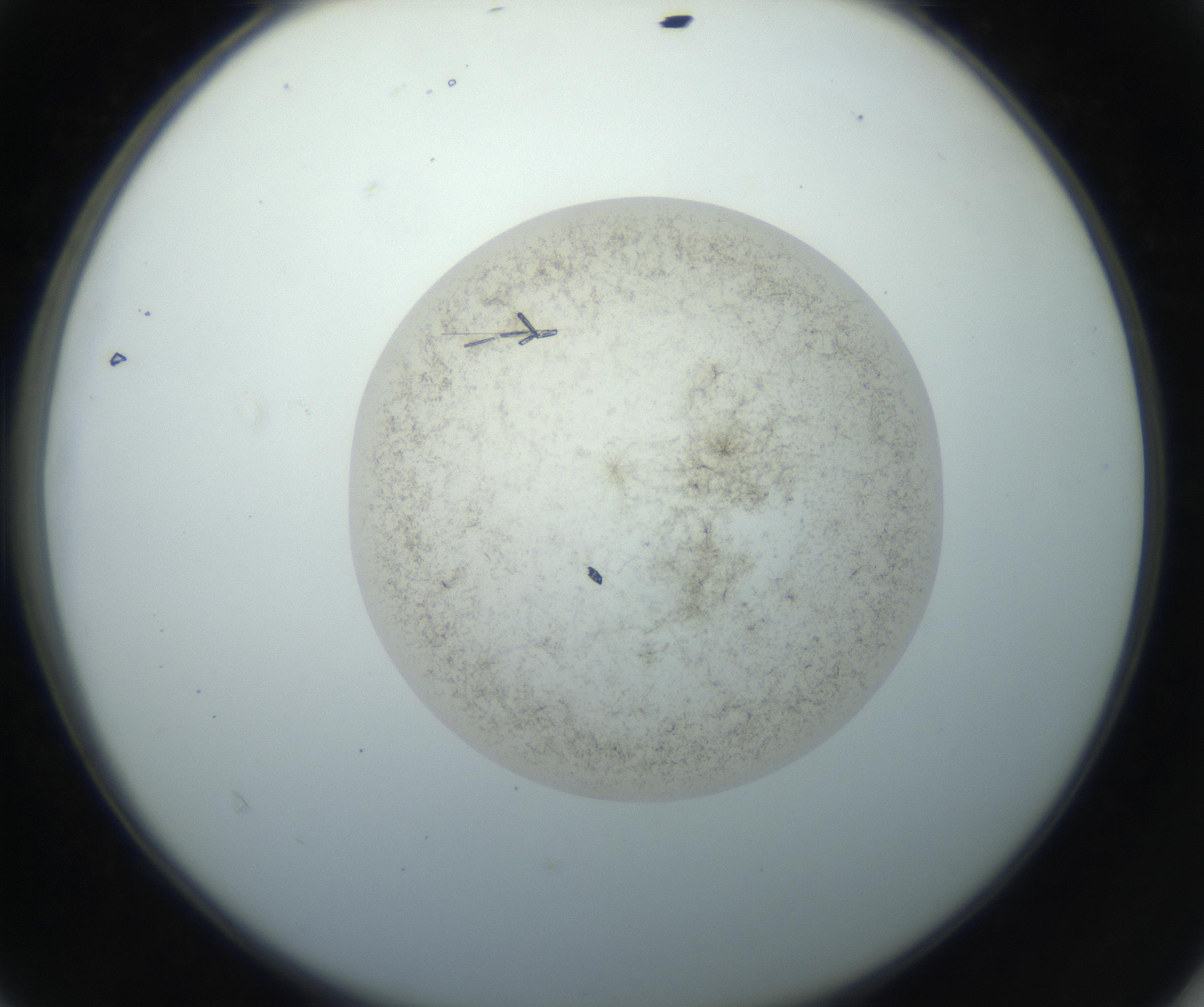 RI01_03_000_0212_Proj1_Clon1_MC_0000MC102760_002_160928_04_04_02_00_99_002_001_RAI.jpg